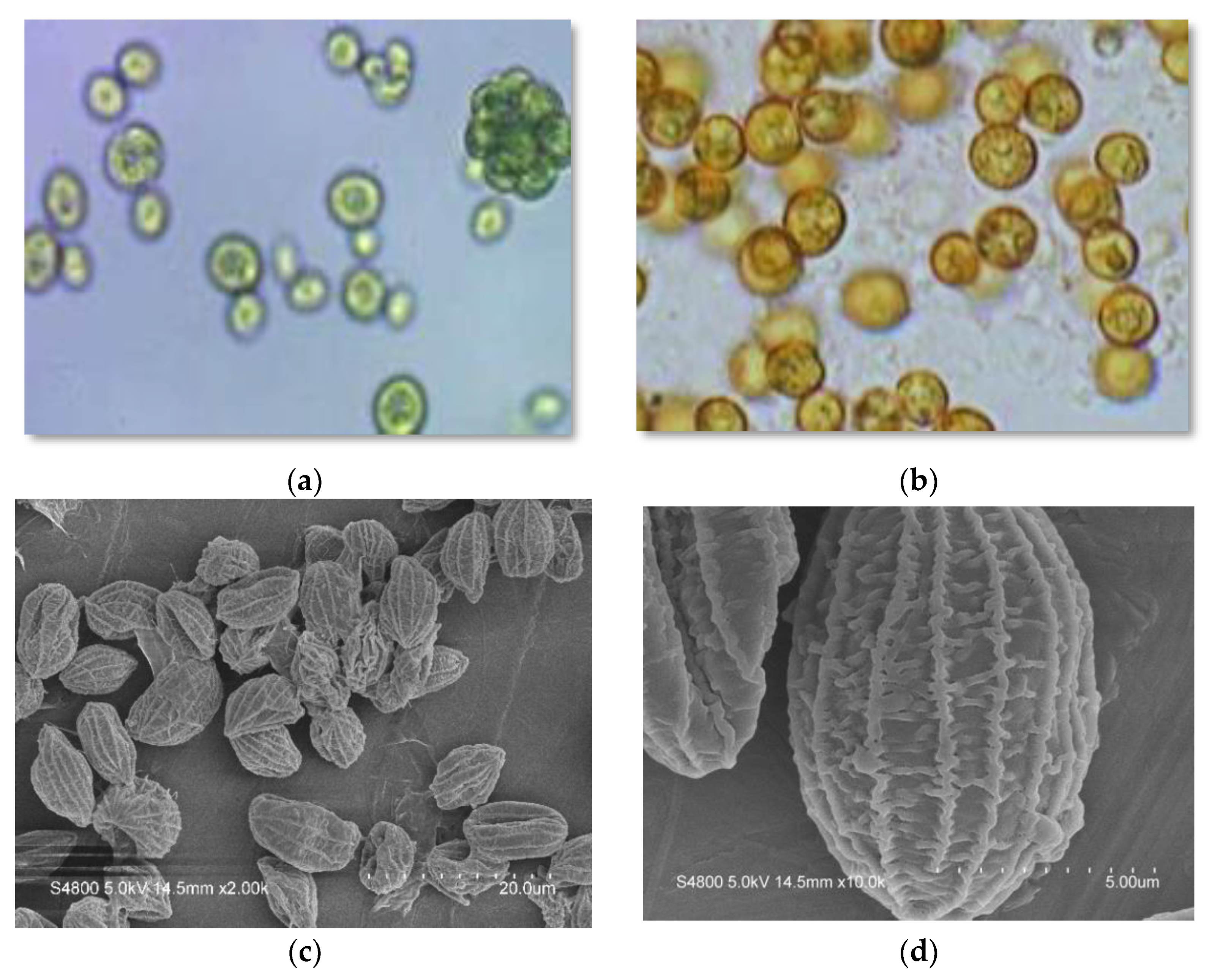 Molecules 27 06950 g001 Molecules 27 06950 g001
