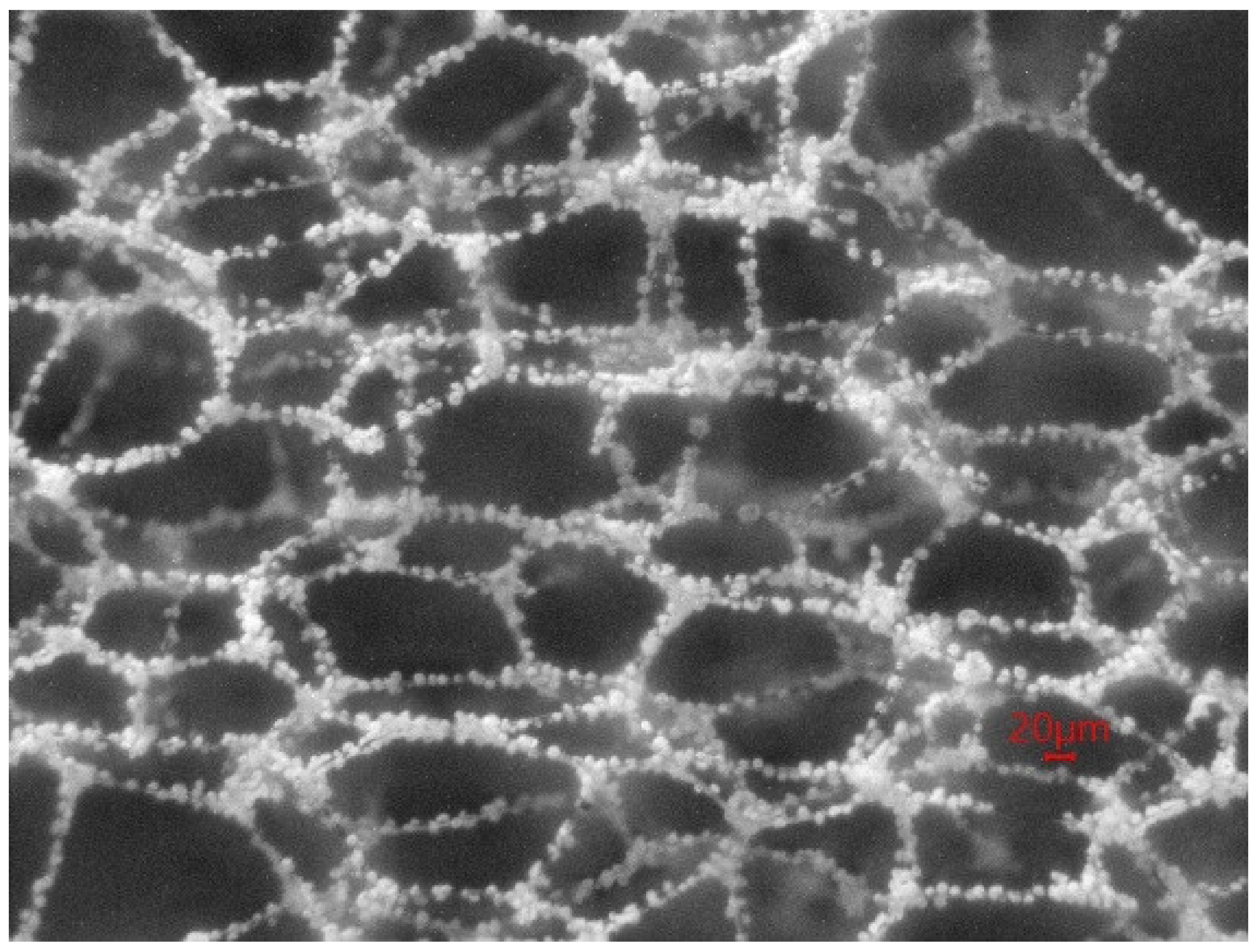 Molecules 27 06957 g009 Molecules 27 06957 g009