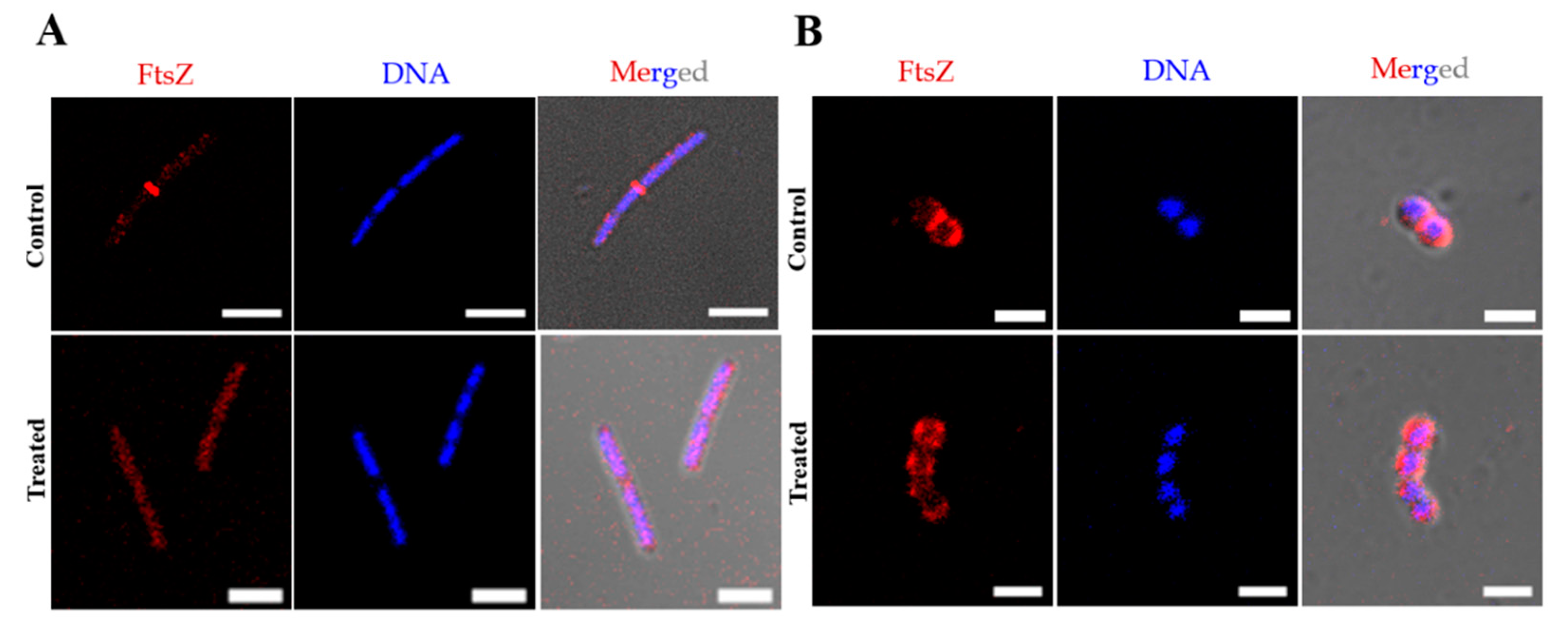 Molecules 27 06993 g004 Molecules 27 06993 g004