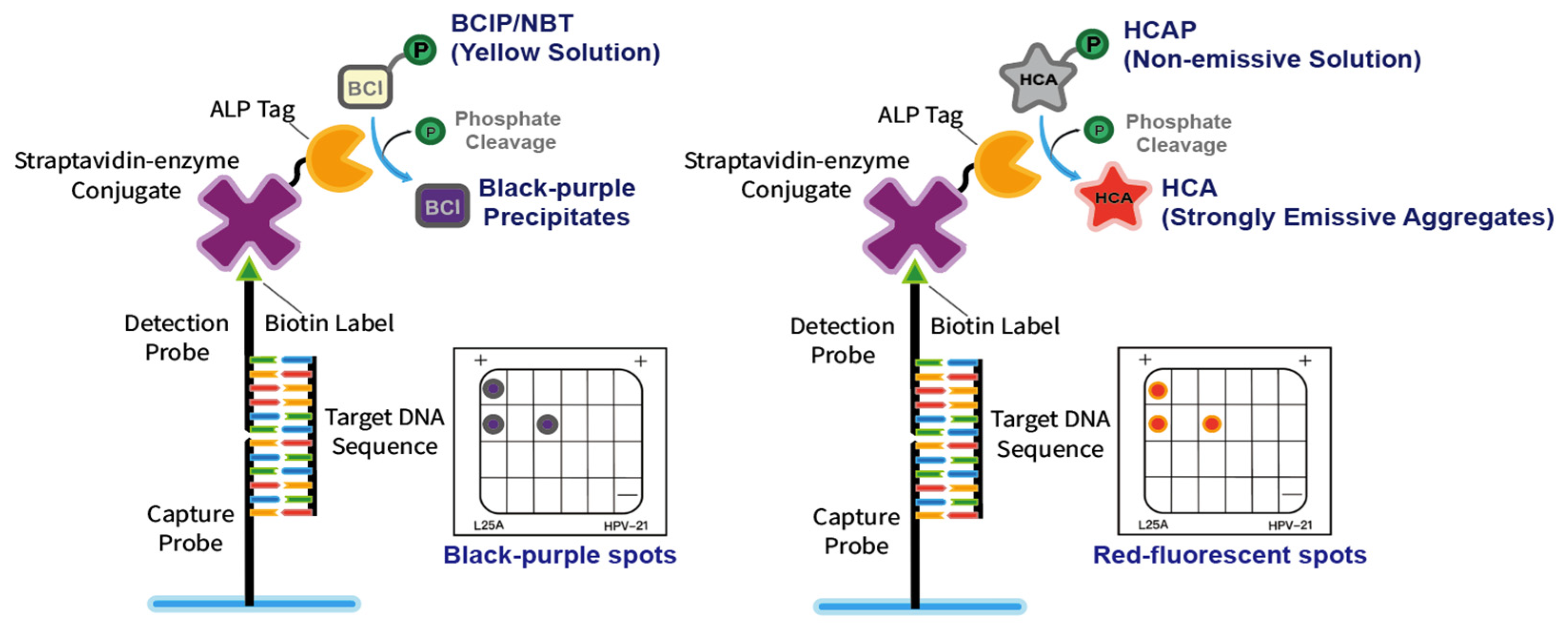 Molecules 27 07036 g001 Molecules 27 07036 g001
