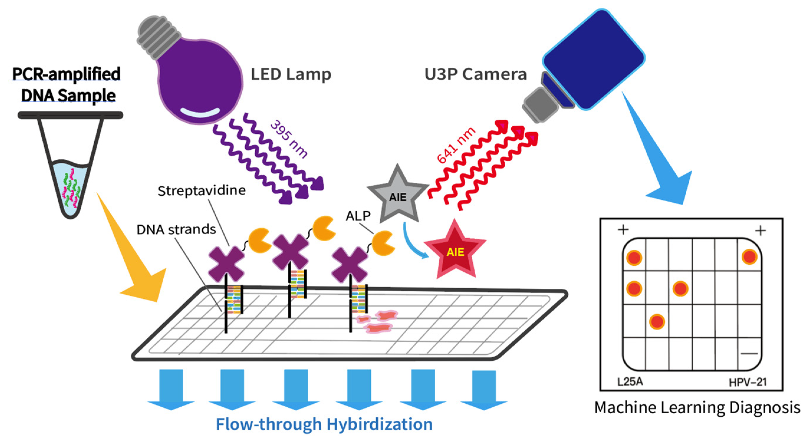 Molecules Free FullText Development of an HPV Genotype Detection
