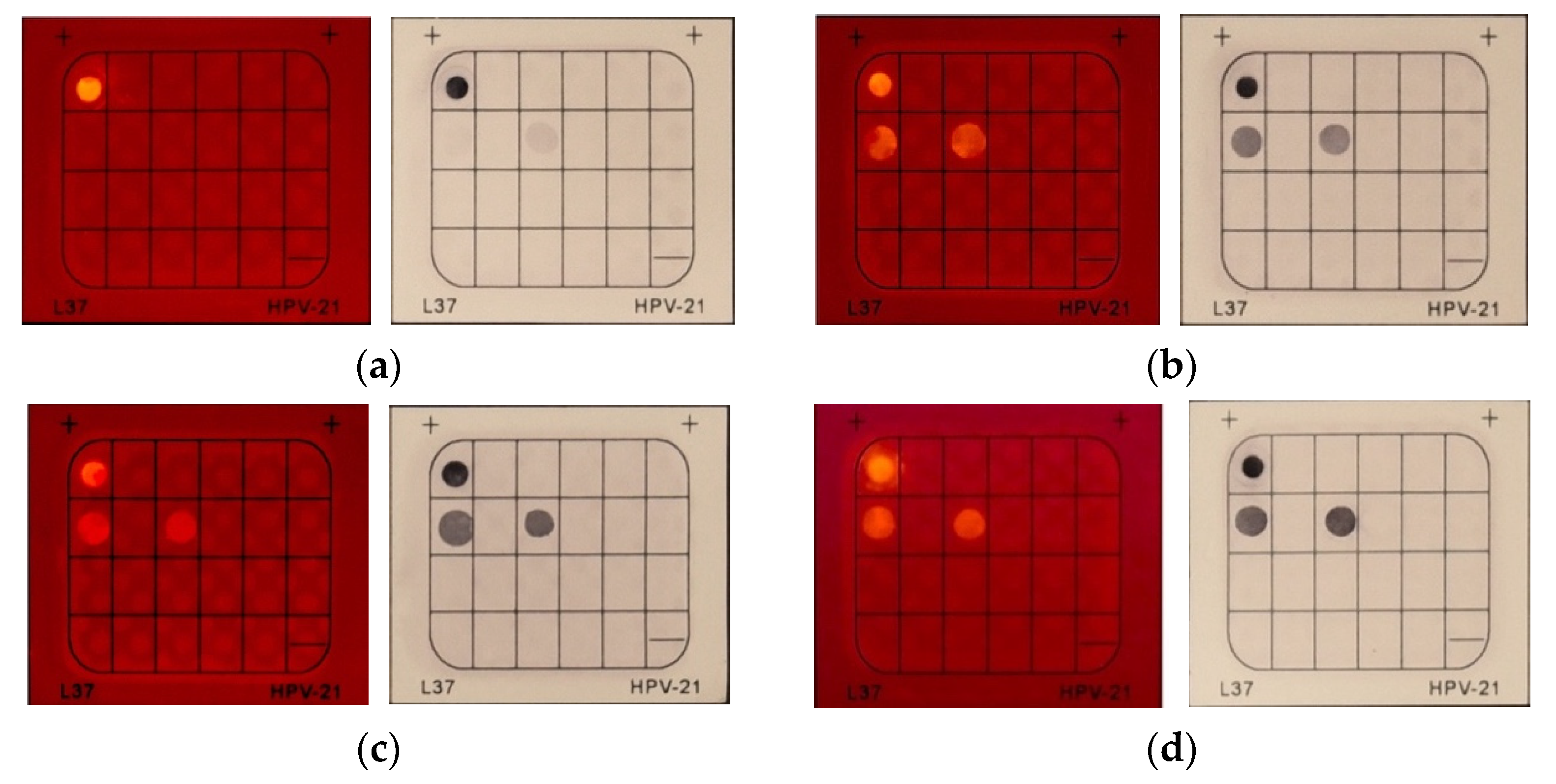 Molecules 27 07036 g008 Molecules 27 07036 g008