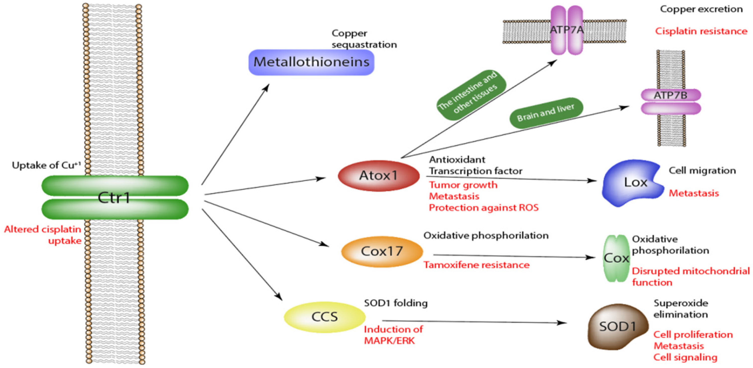 Molecules 27 07066 g001 Molecules 27 07066 g001