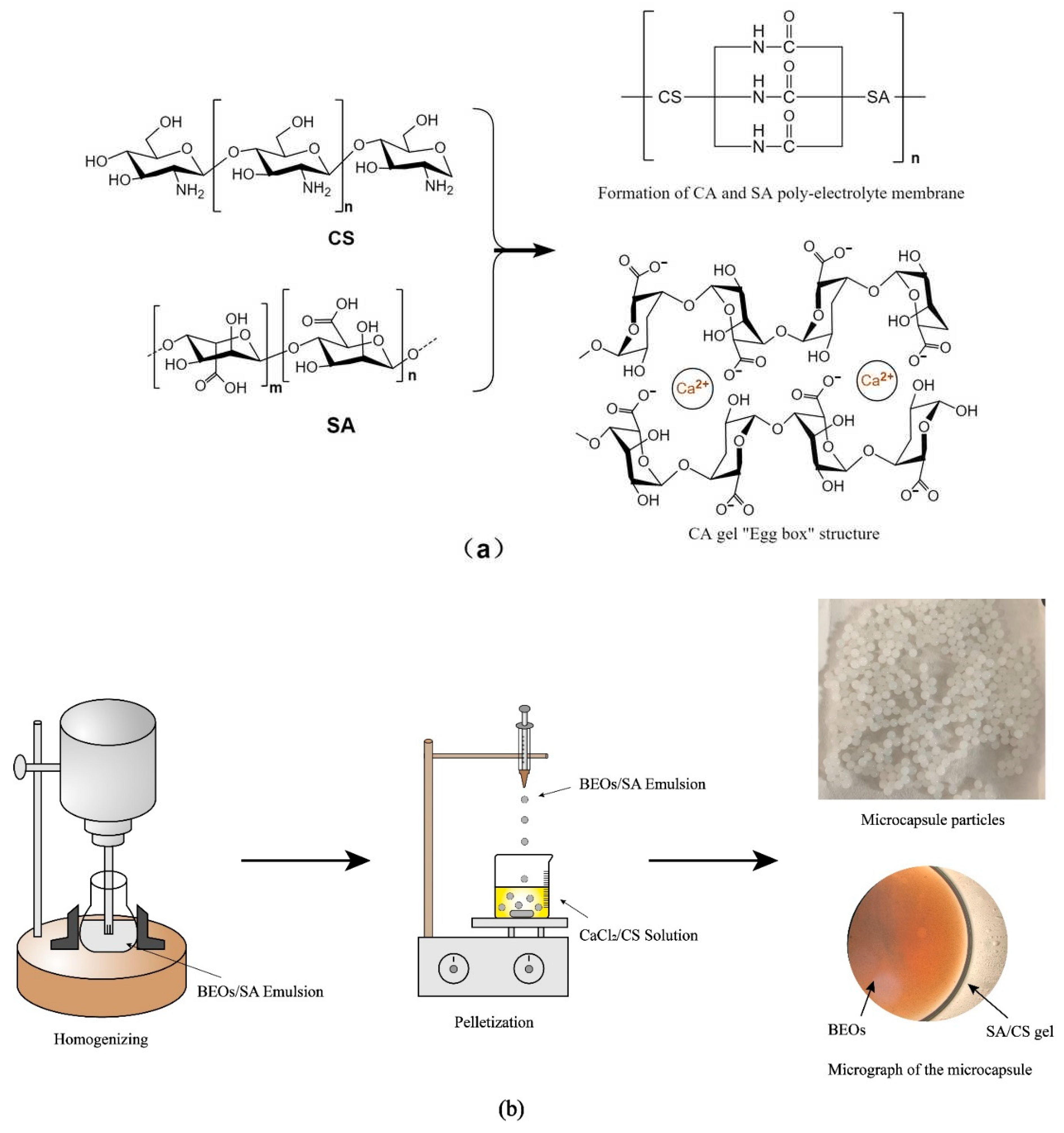 Molecules | Free Full-Text | Preparation Process Optimization and 