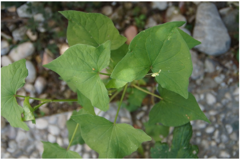 Molecules 27 07101 g002