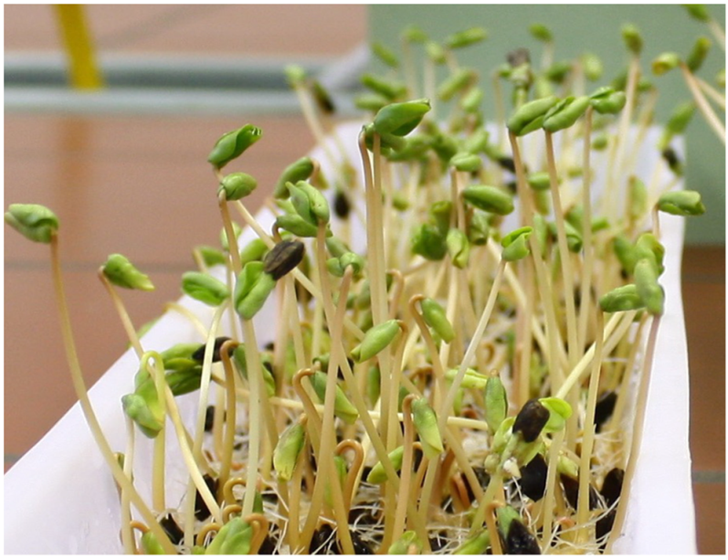 Molecules 27 07101 g006