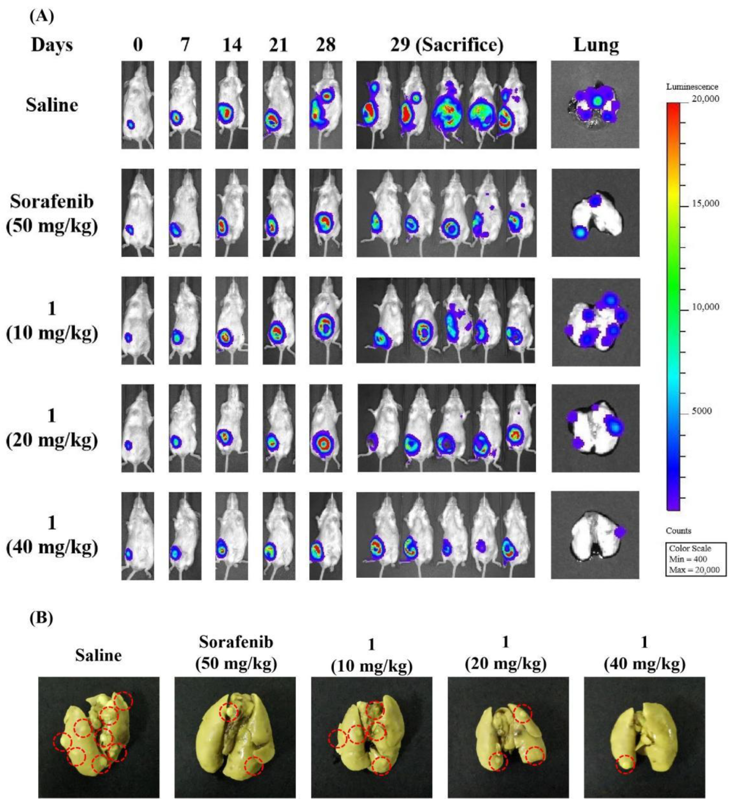 Molecules 27 07132 g009a Molecules 27 07132 g009a