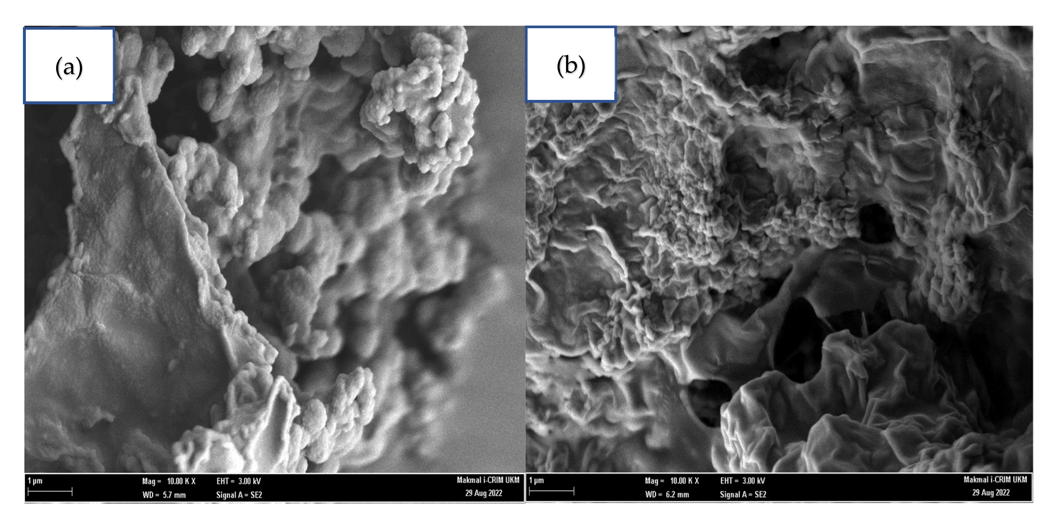 Molecules 27 07142 g006 Molecules 27 07142 g006