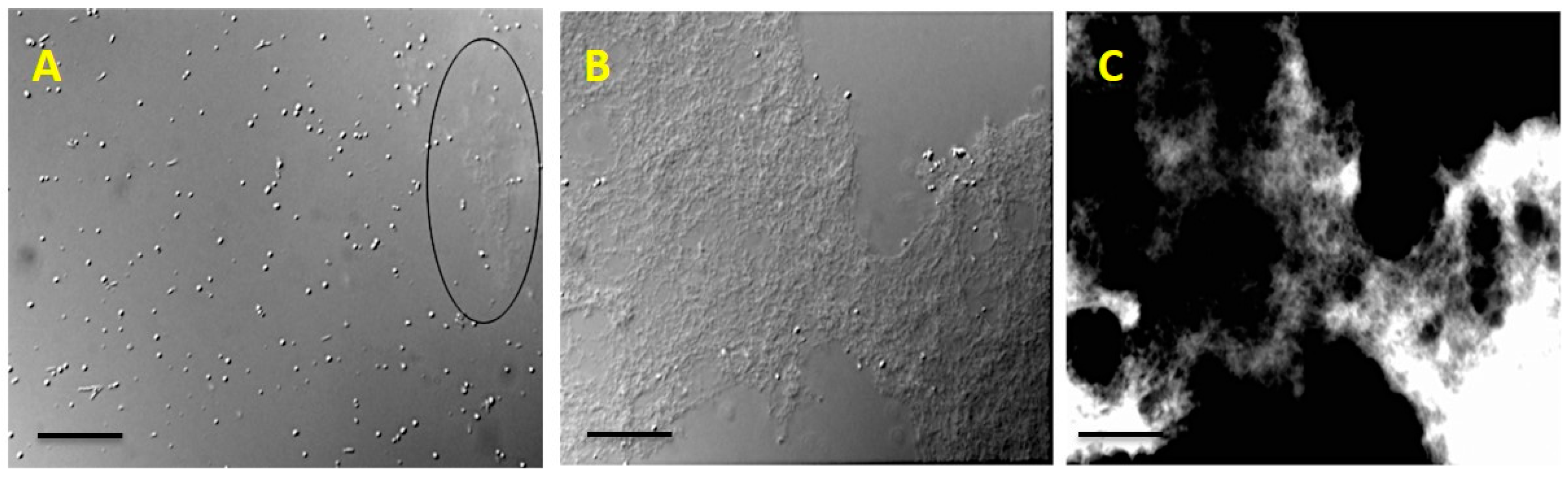 Molecules 27 07172 g001