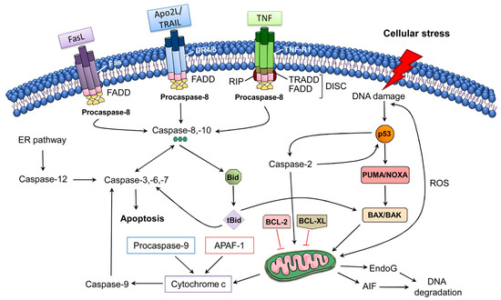 Potential of Therapeutic Small Molecules in Apoptosis Regulation in the ...
