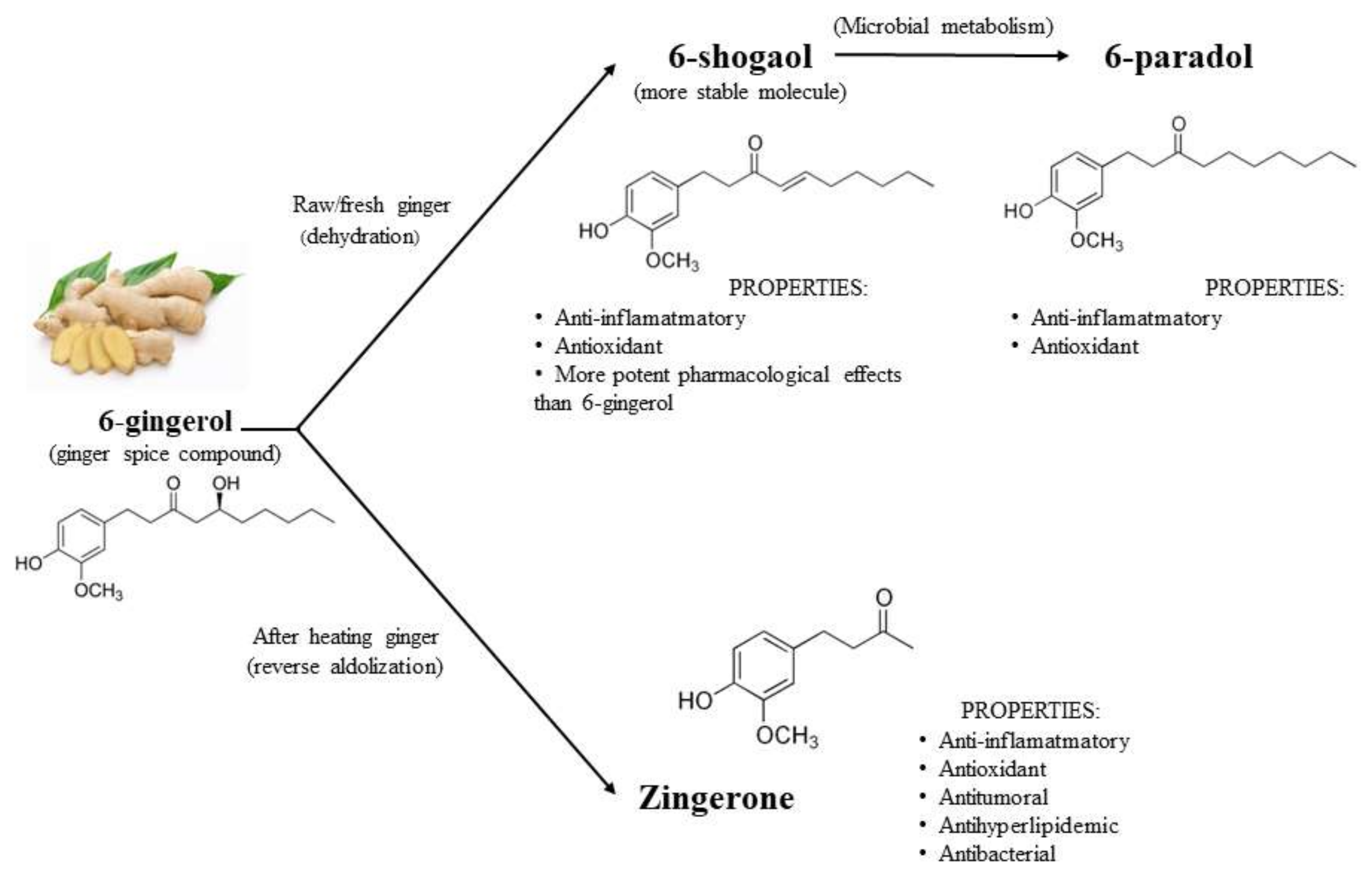 Molecules Free FullText Effect of Ginger on Inflammatory Diseases