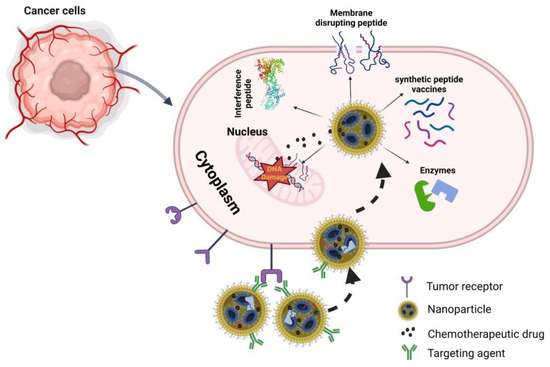 Peptide-Drug Conjugates: A New Hope for Cancer Management