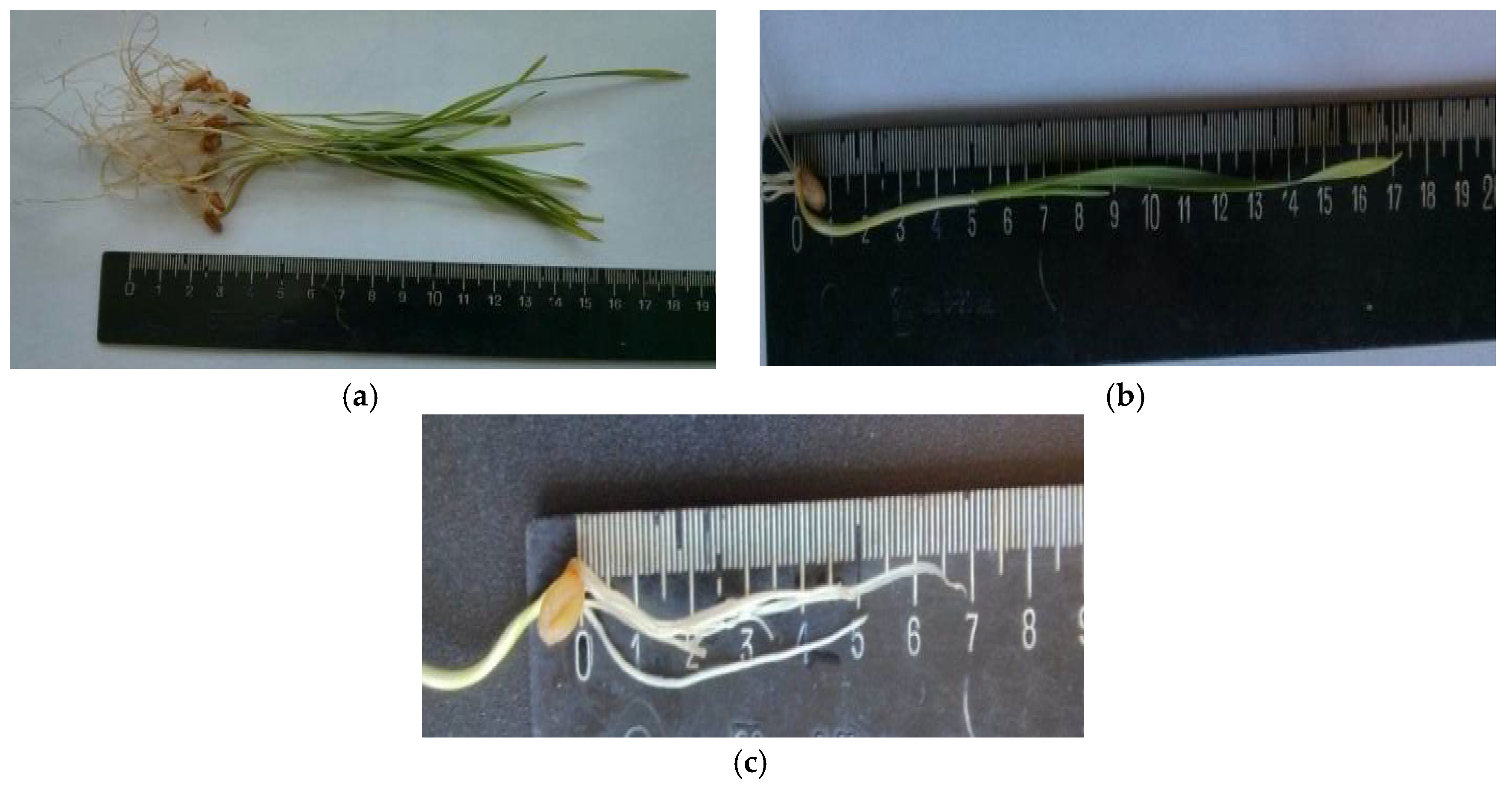 Molecules 27 07406 g003 Molecules 27 07406 g003