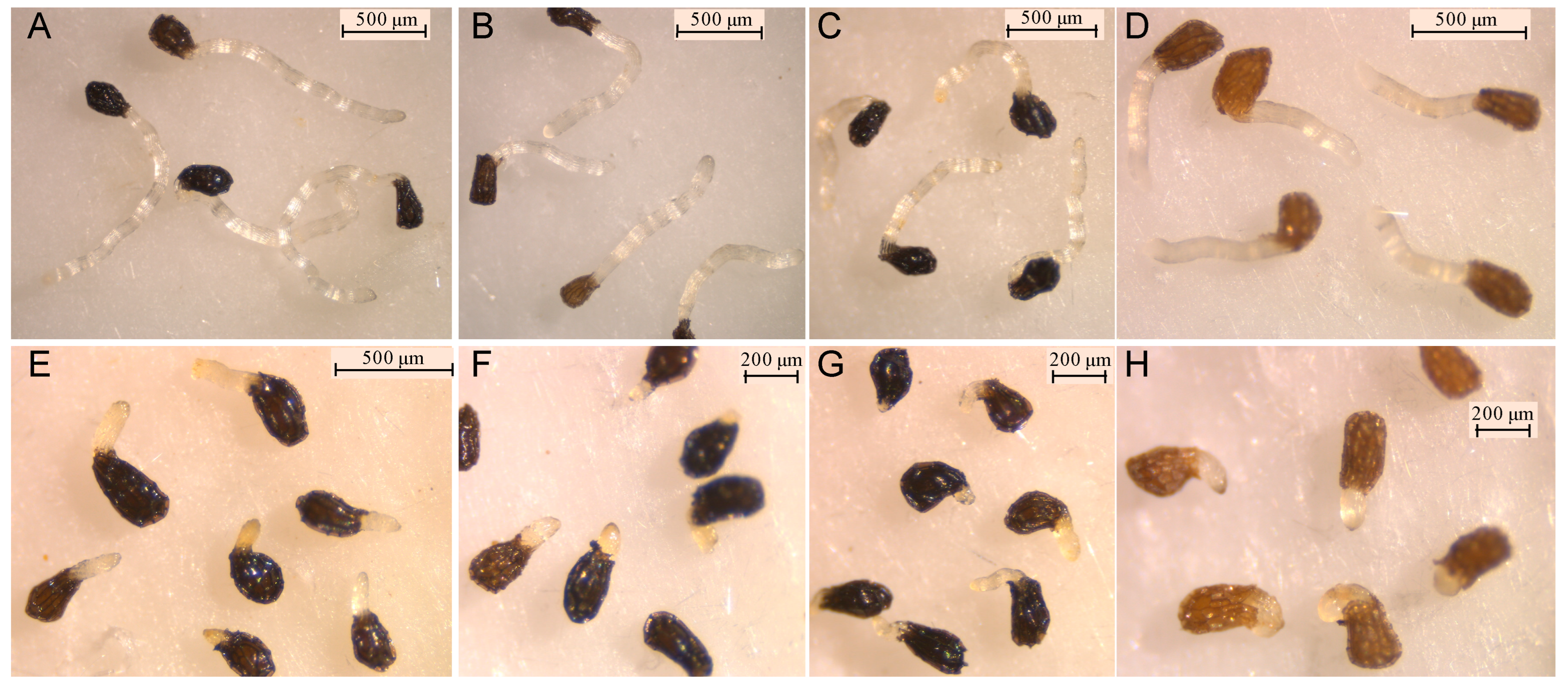Molecules 27 07421 g004 Molecules 27 07421 g004