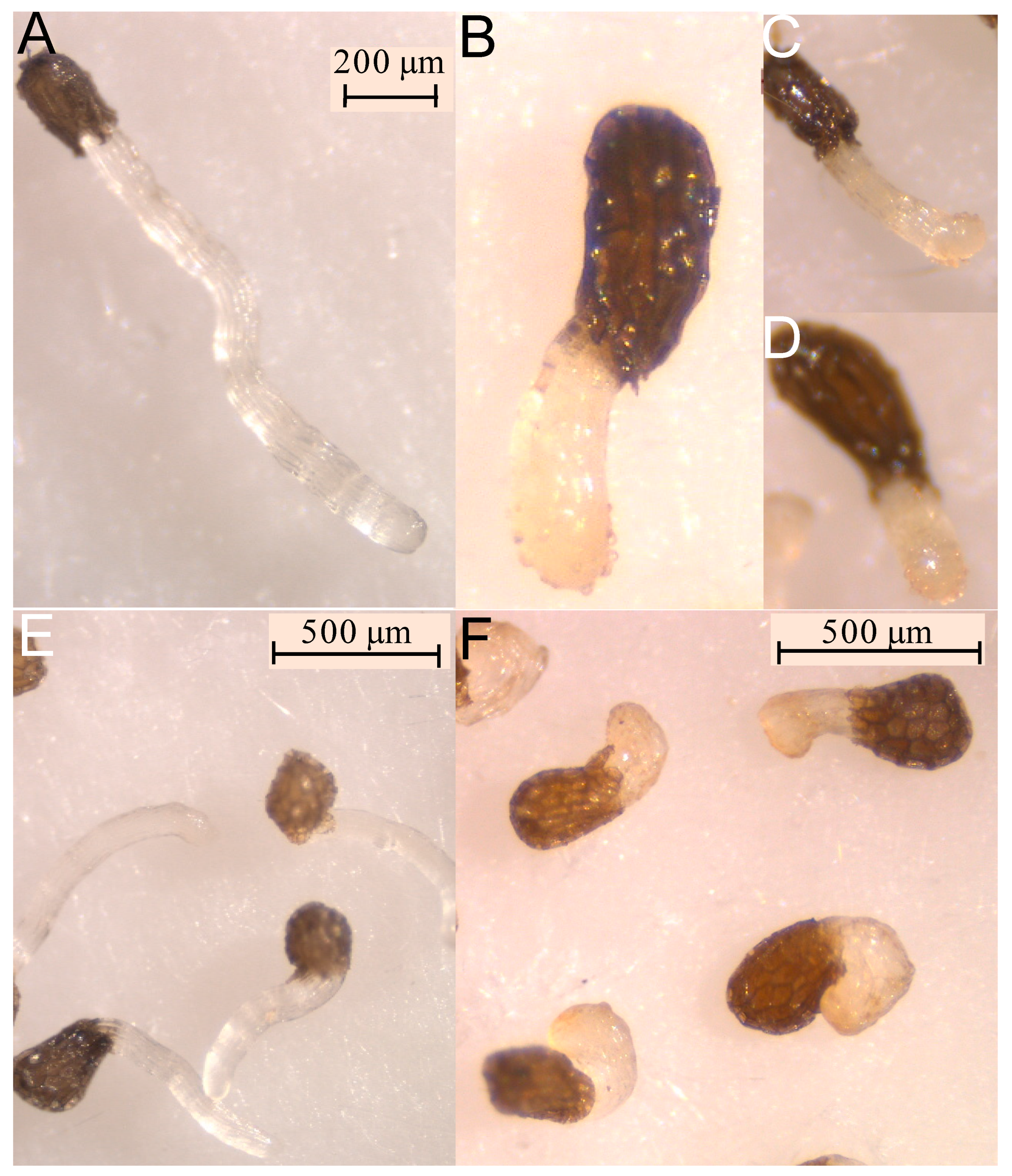 Molecules 27 07421 g005 Molecules 27 07421 g005