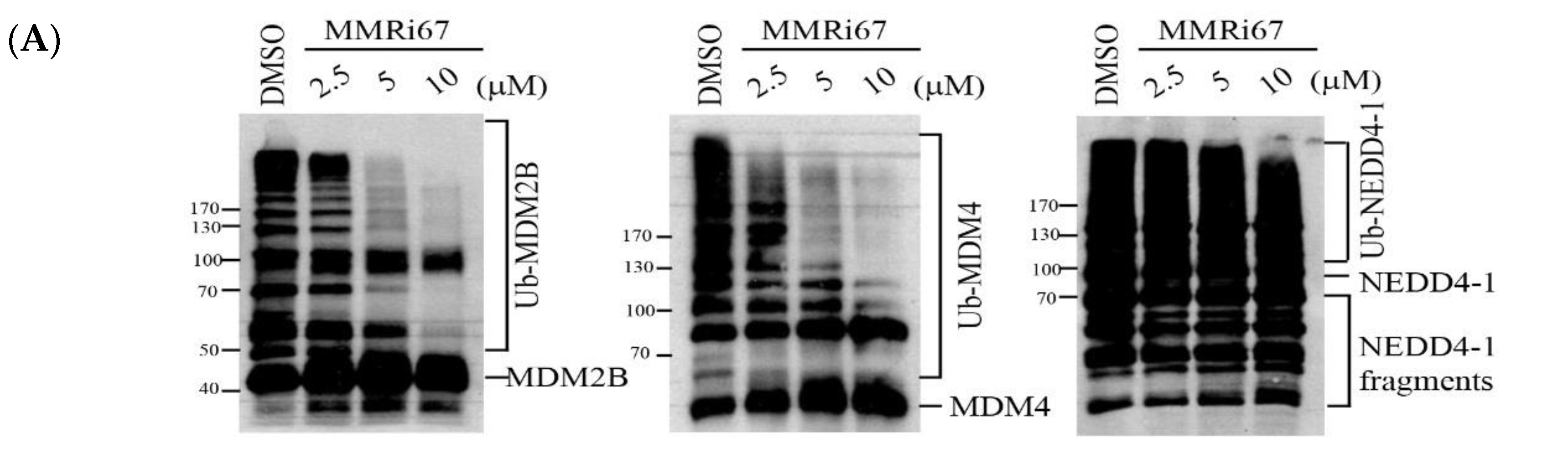 Molecules 27 07665 g002a Molecules 27 07665 g002a