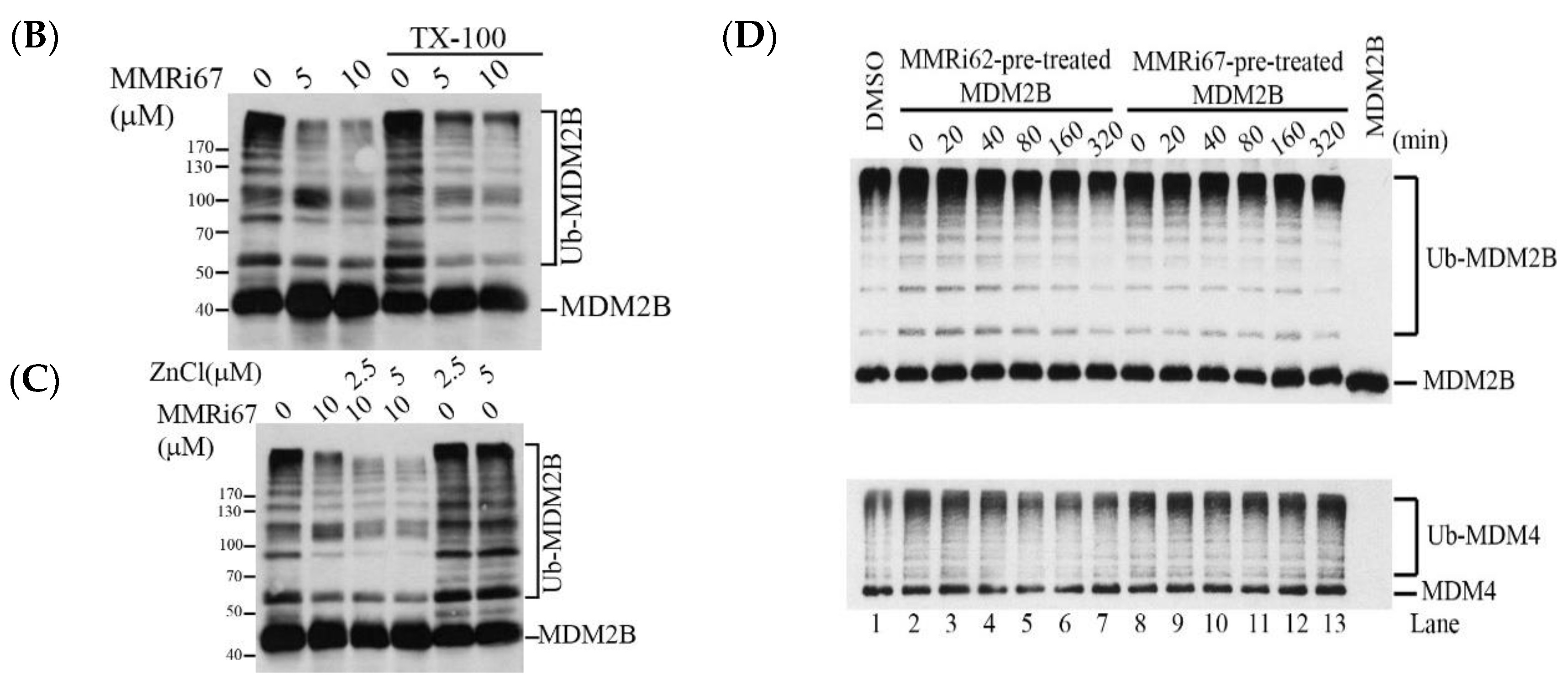 Molecules 27 07665 g002b Molecules 27 07665 g002b