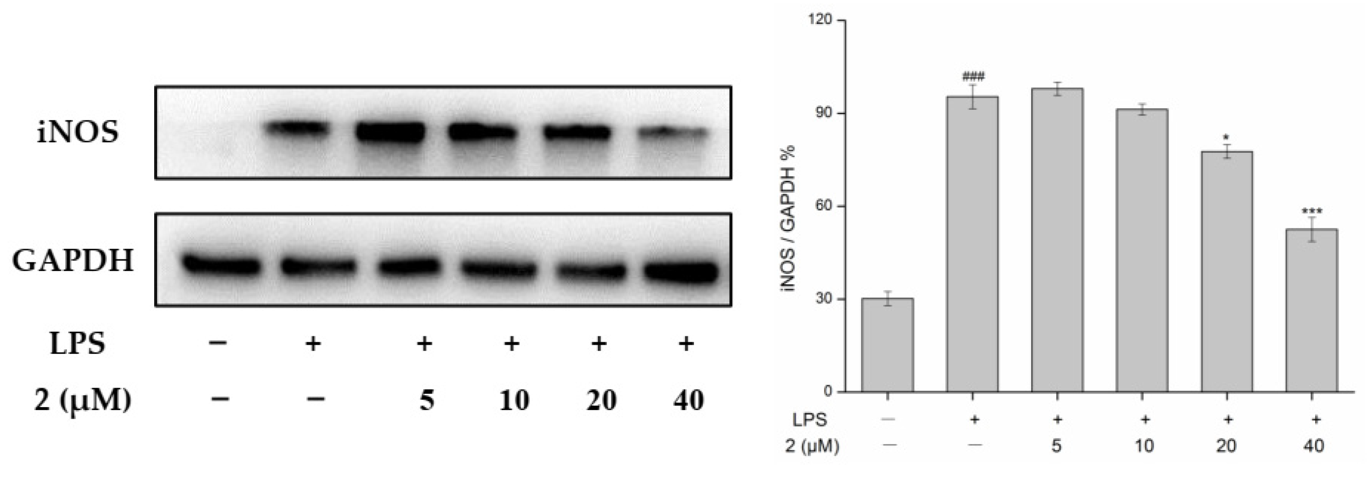 Phenylpropanoid Derivatives from the Tuber of Asparagus