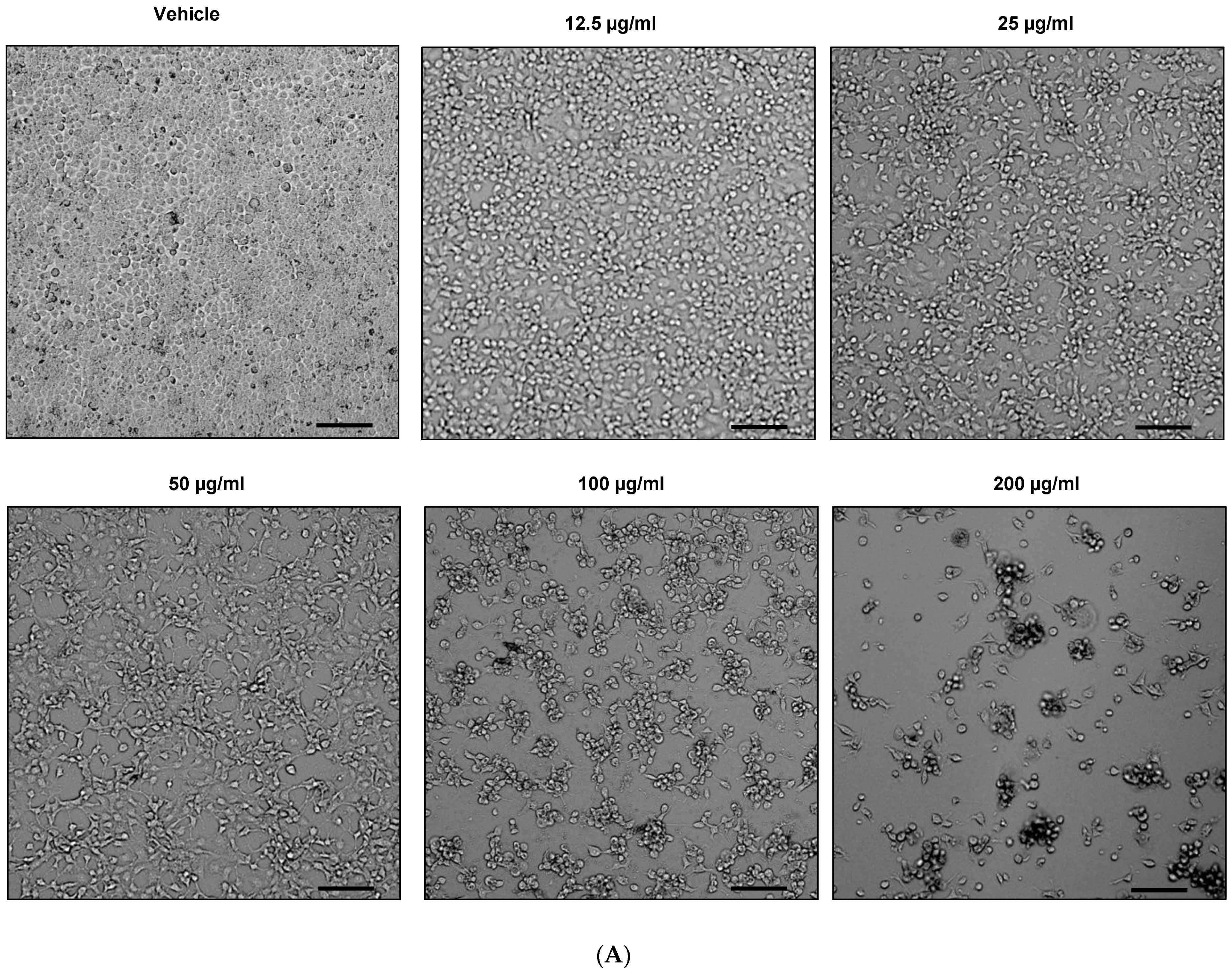 Molecules 27 07723 g002a Molecules 27 07723 g002a