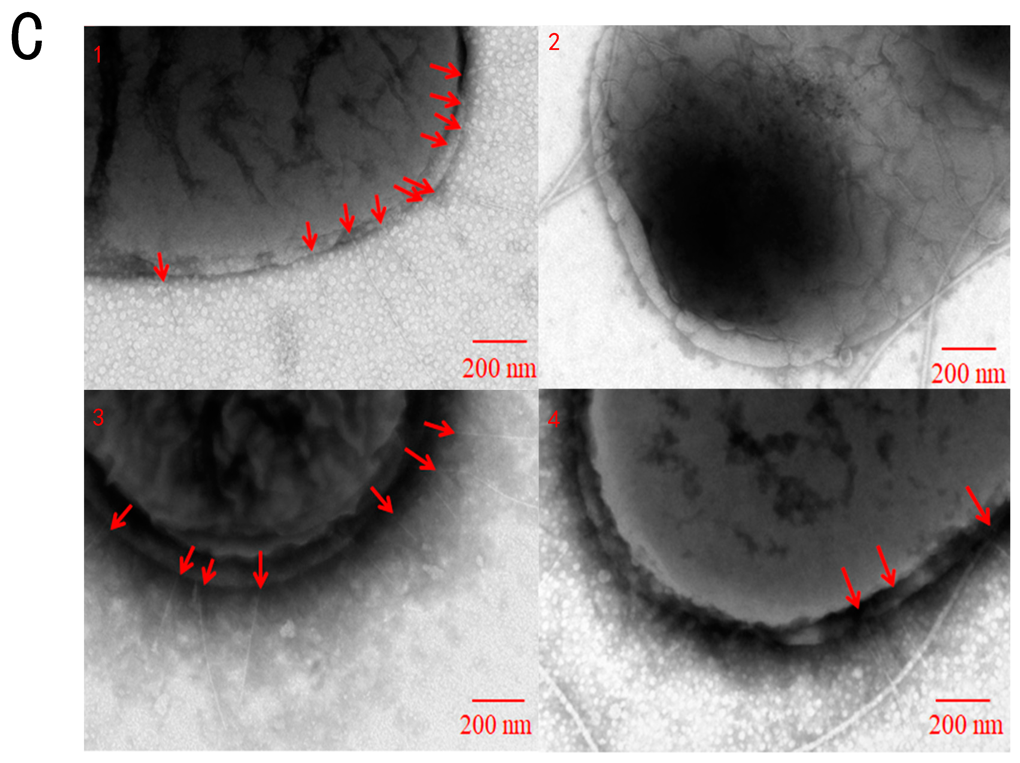 Cinnamaldehyde Resist Salmonella Typhimurium Adhesion by