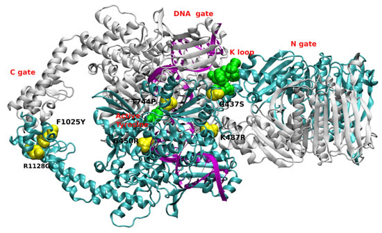 Targeting DNA Topoisomerase II in Antifungal Chemotherapy