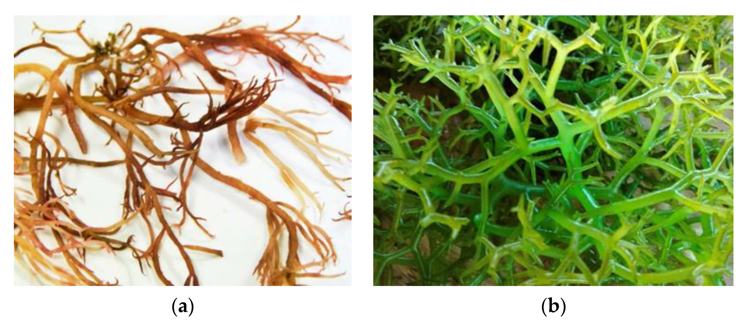 Molecules 27 07788 g009