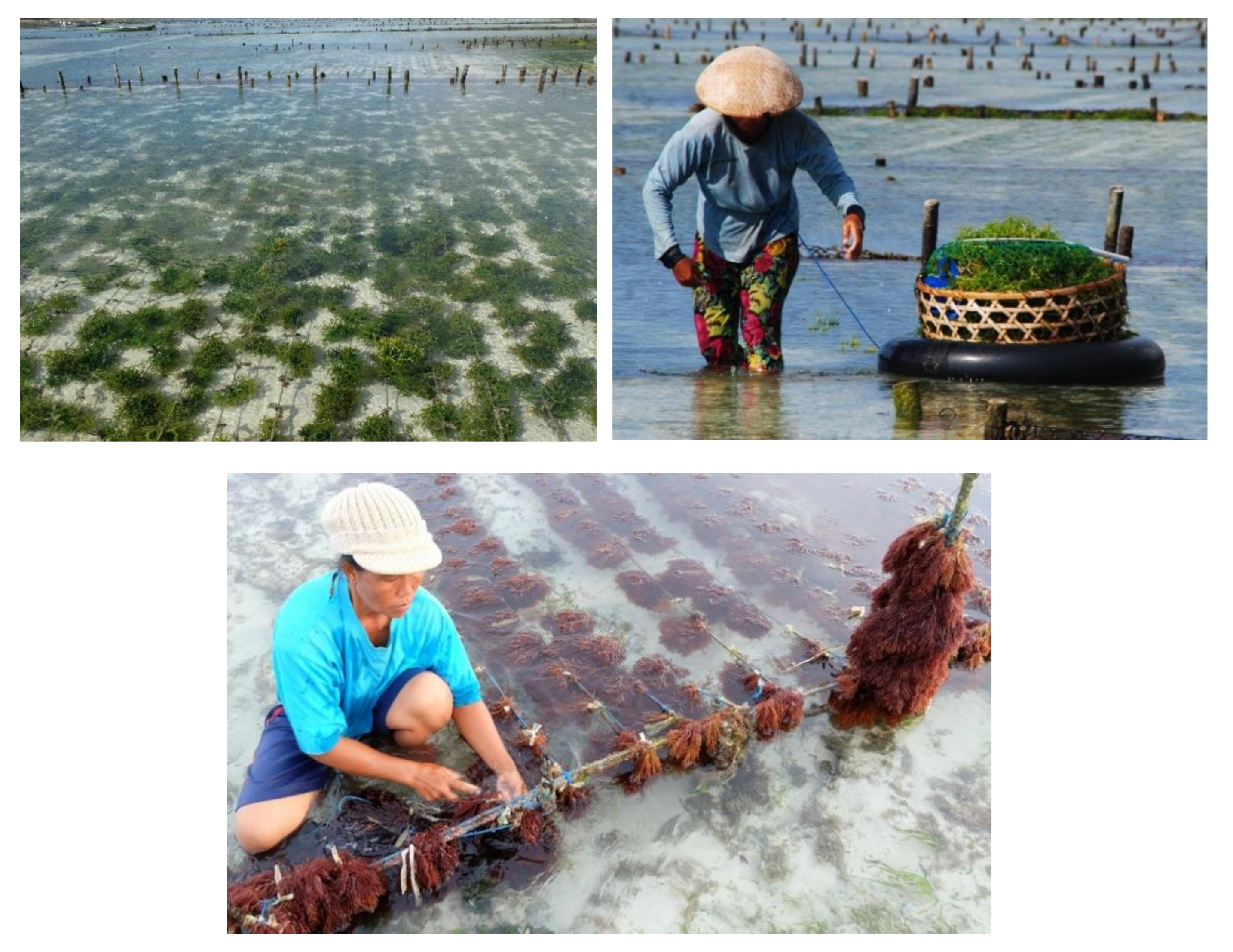 Molecules 27 07788 g010