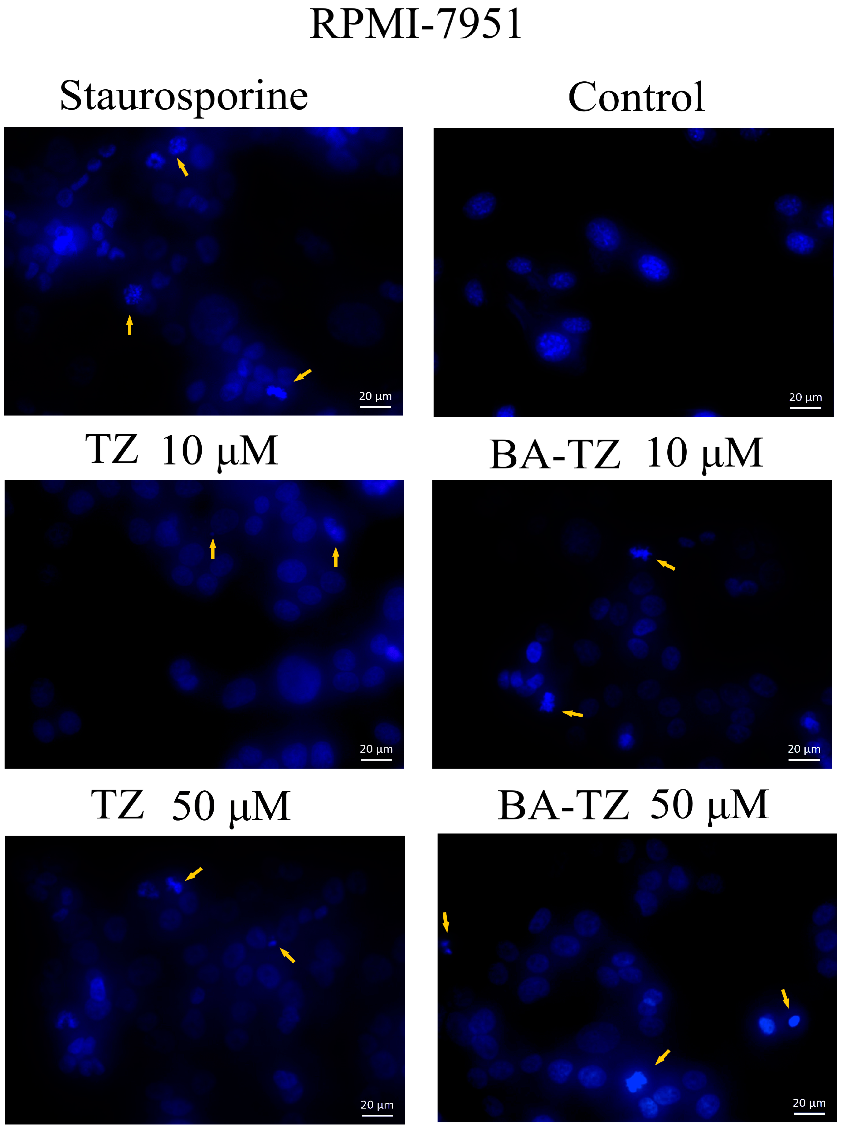 Molecules 27 07807 g004