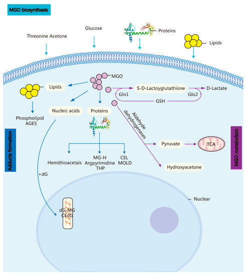methylglyoxal and reduced glutathione in the Brain: From Glycolytic Metabolite to Signalling Molecule Peptide Conditioner GHK-CU 2%