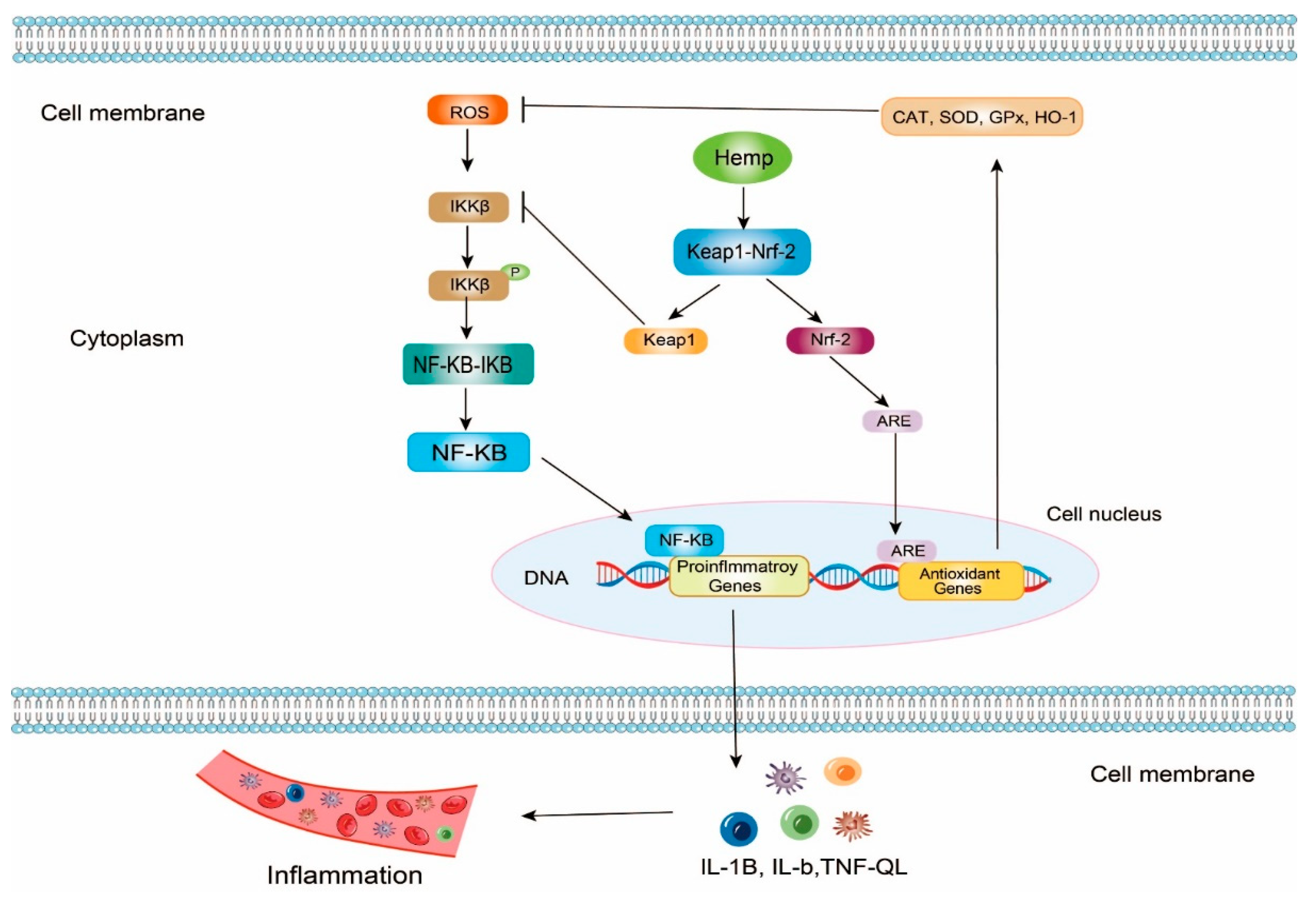 Antioxidant Properties of Hemp Proteins From Functional Food to