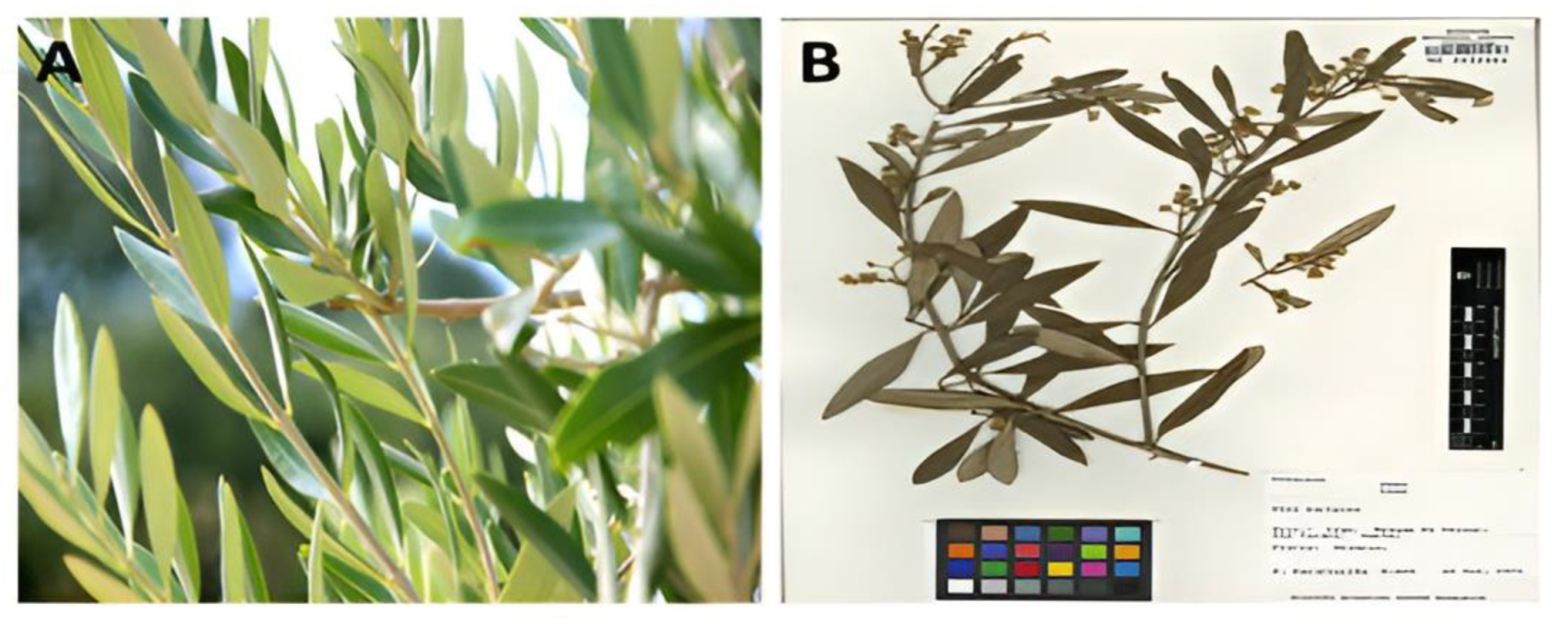 Molecules 27 07957 g001 Molecules 27 07957 g001