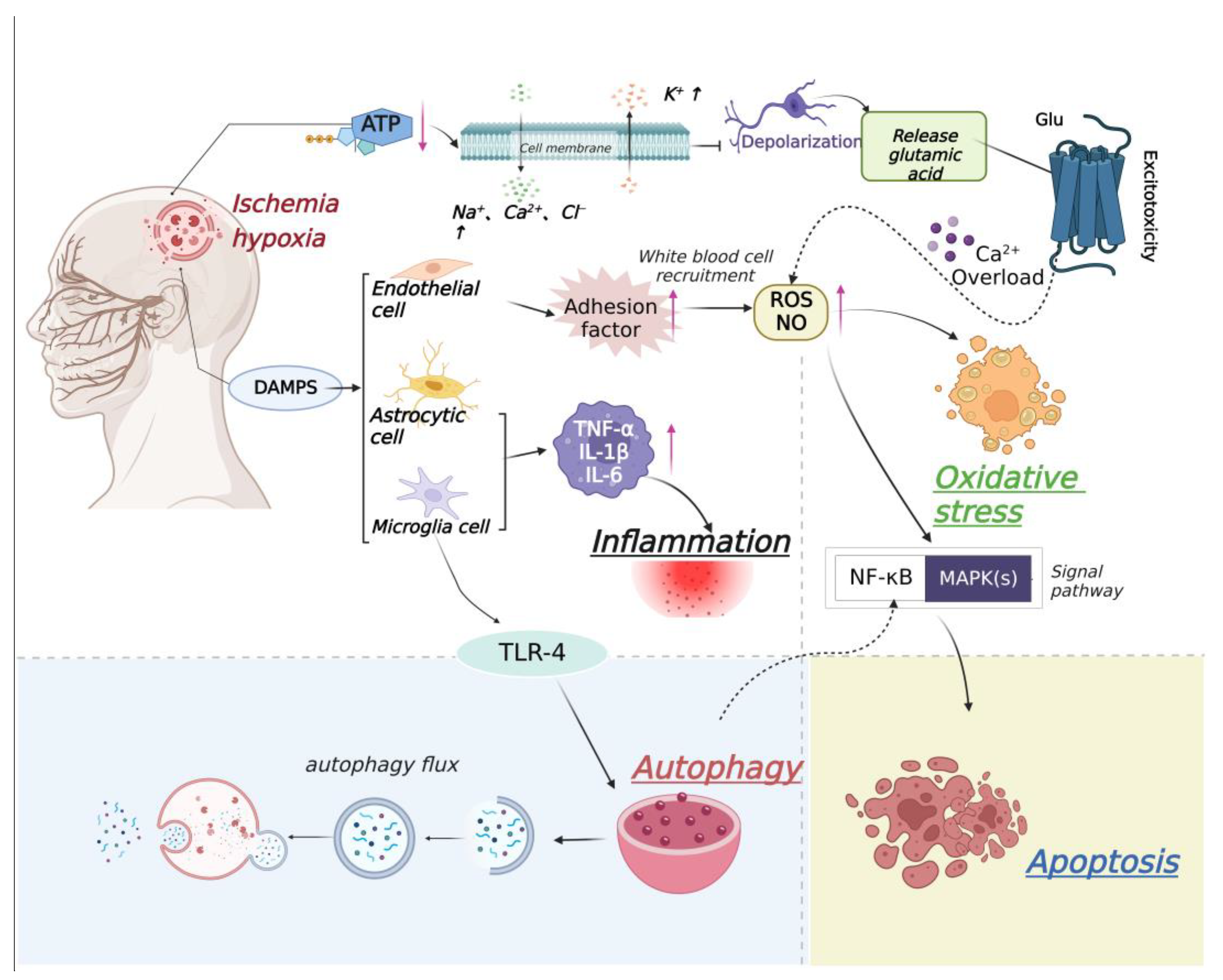 Traditional medicine in China for ischemic stroke: bioactive components,  pharmacology, and mechanisms