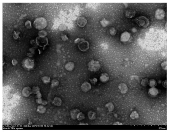 Synthesis of Paclitaxel Derivatives for Remote Loading into