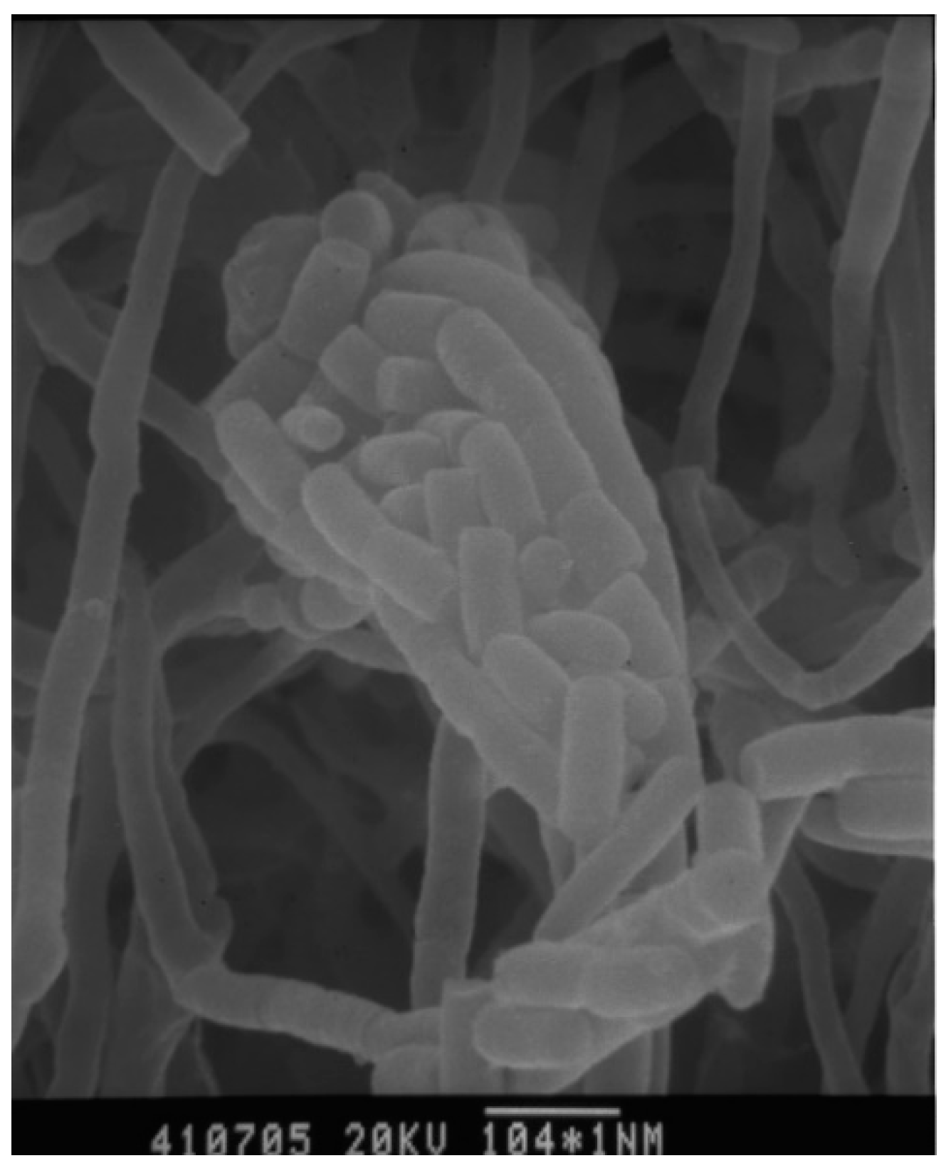 Molecules 27 07982 g002