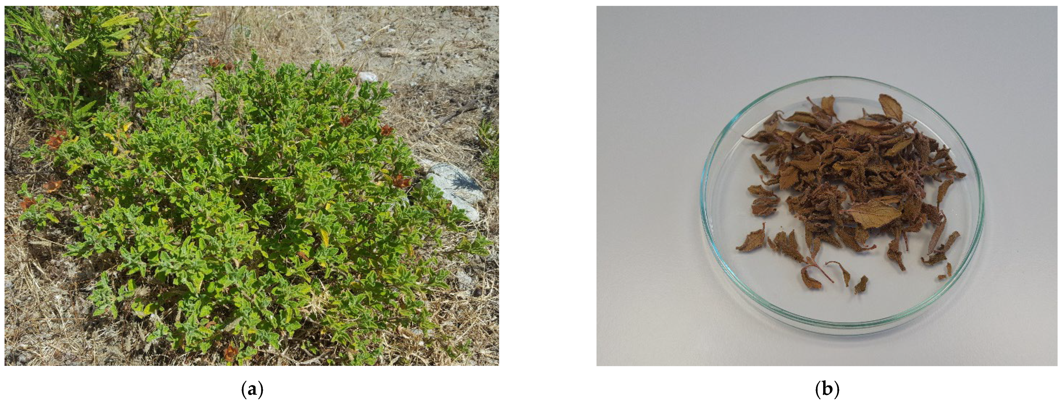 Molecules 27 08003 g004 Molecules 27 08003 g004