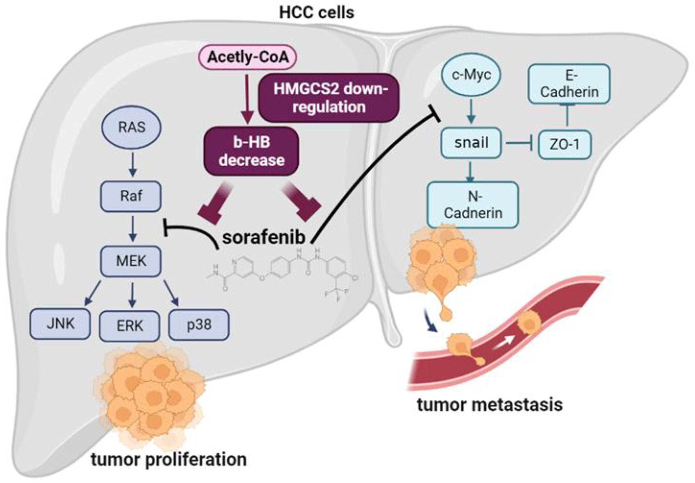 Molecules Free FullText HMGCS2 Mediation of Ketone Levels Affects