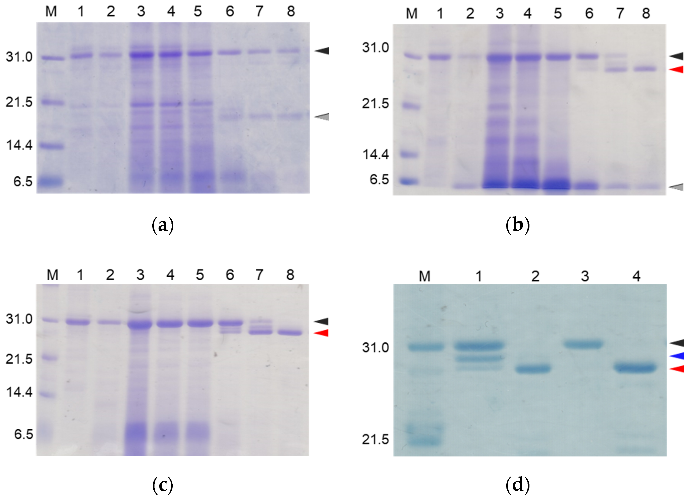 Molecules 27 08063 g002