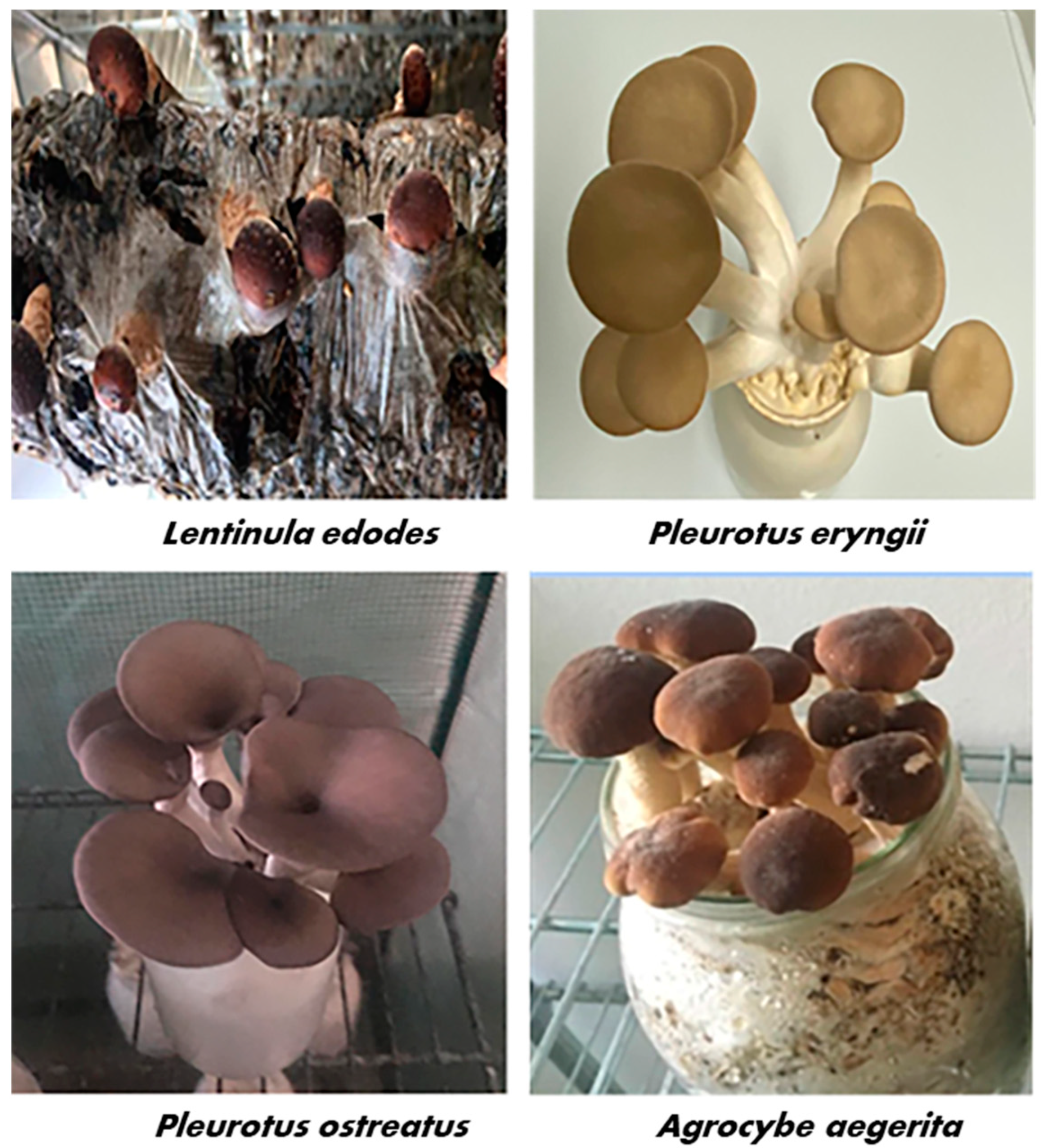 Molecules 27 08145 g001 Molecules 27 08145 g001