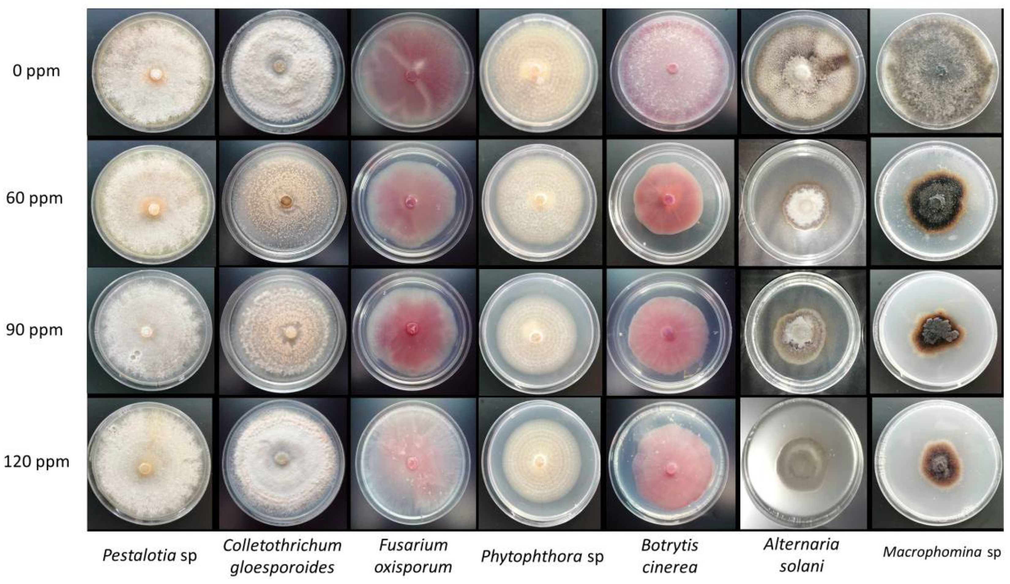 Molecules 27 08147 g002 Molecules 27 08147 g002