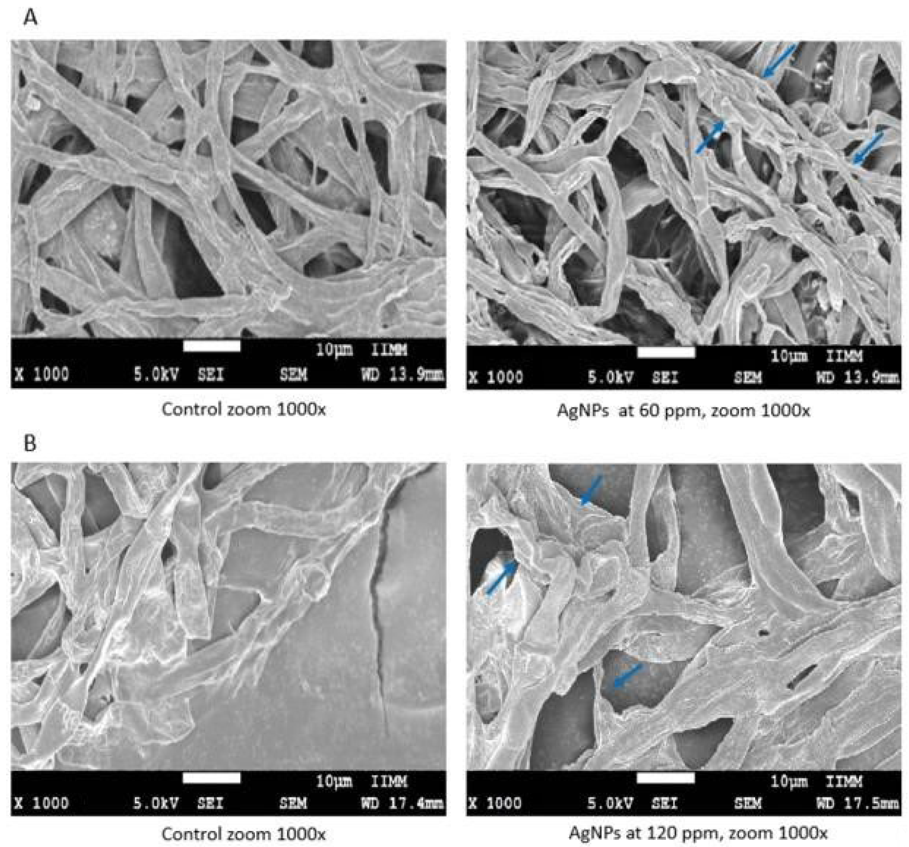 Molecules 27 08147 g004 Molecules 27 08147 g004