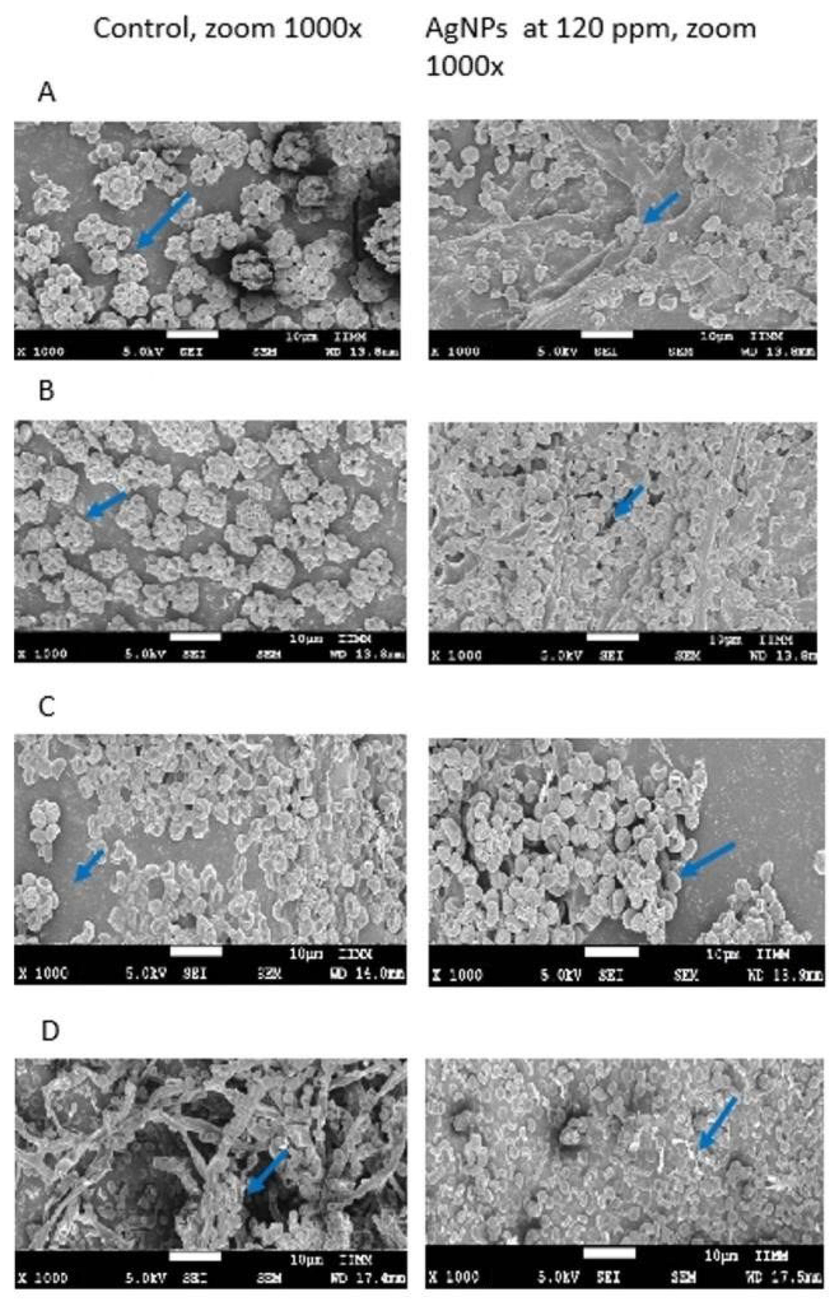 Molecules 27 08147 g005 Molecules 27 08147 g005