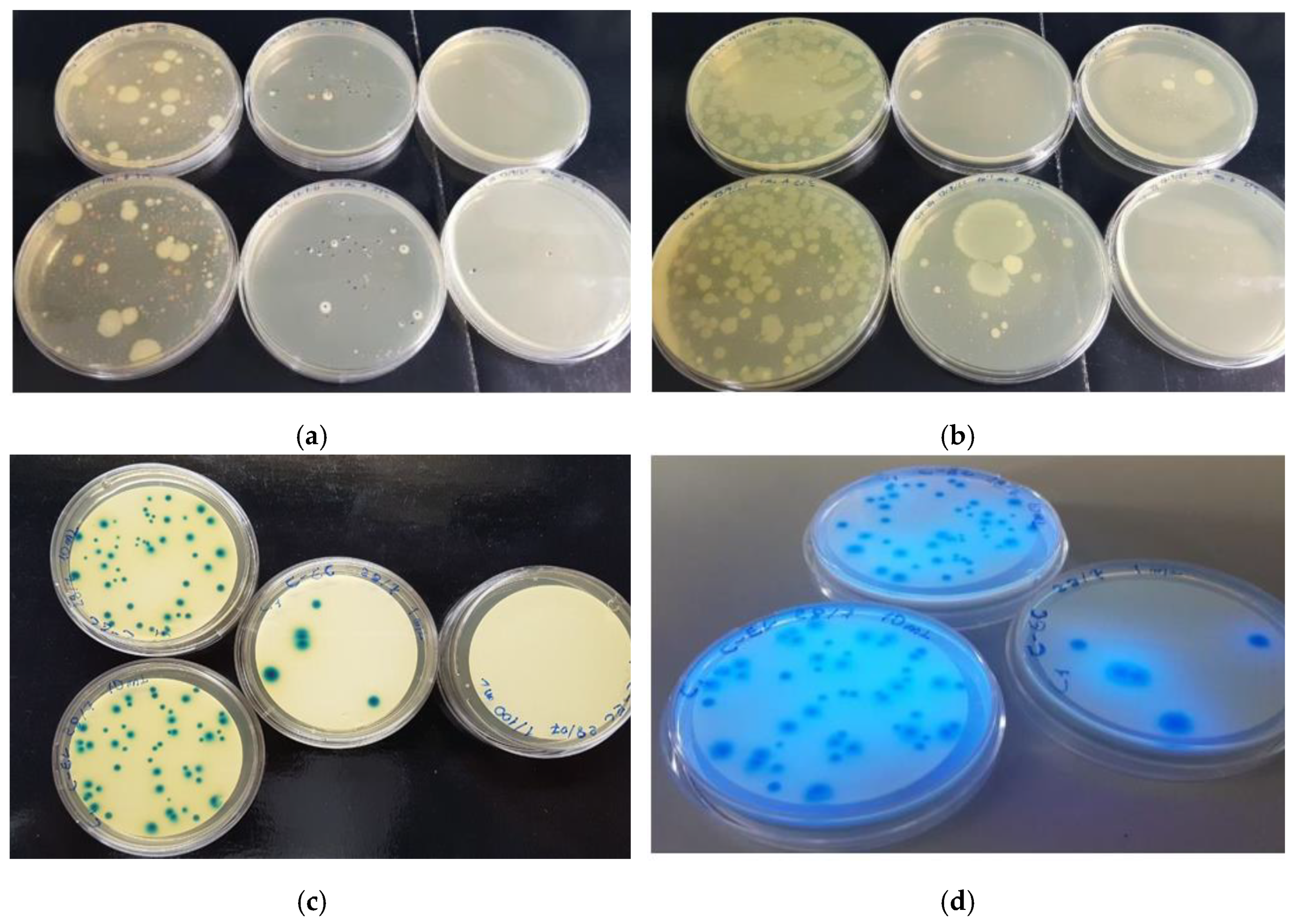 Molecules 27 08177 g004