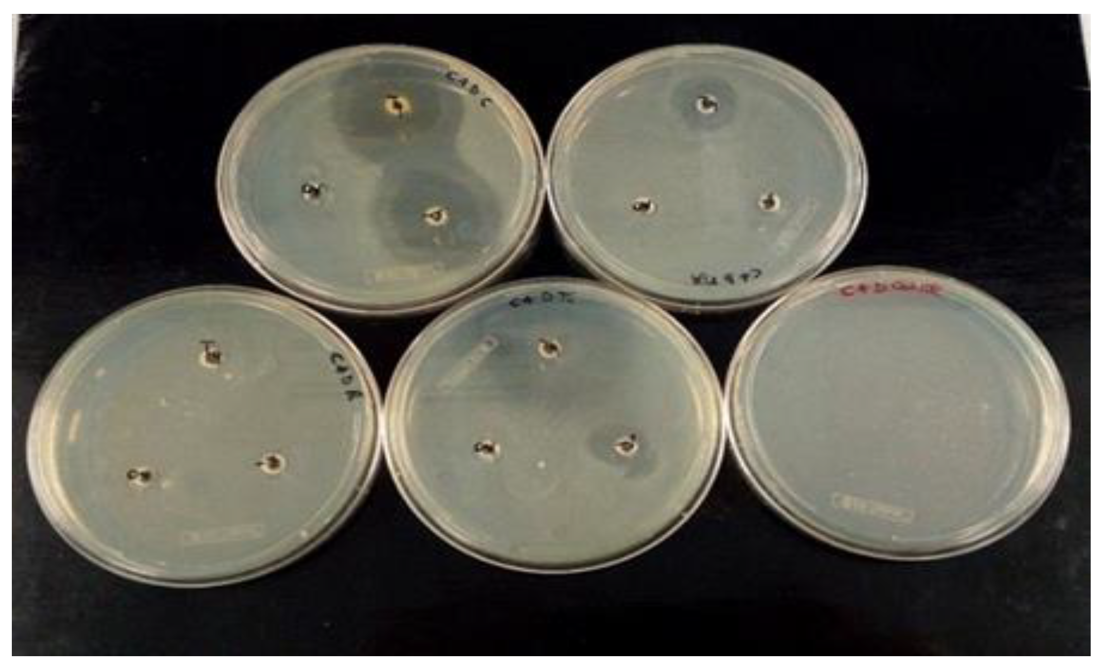 Molecules 27 08177 g006