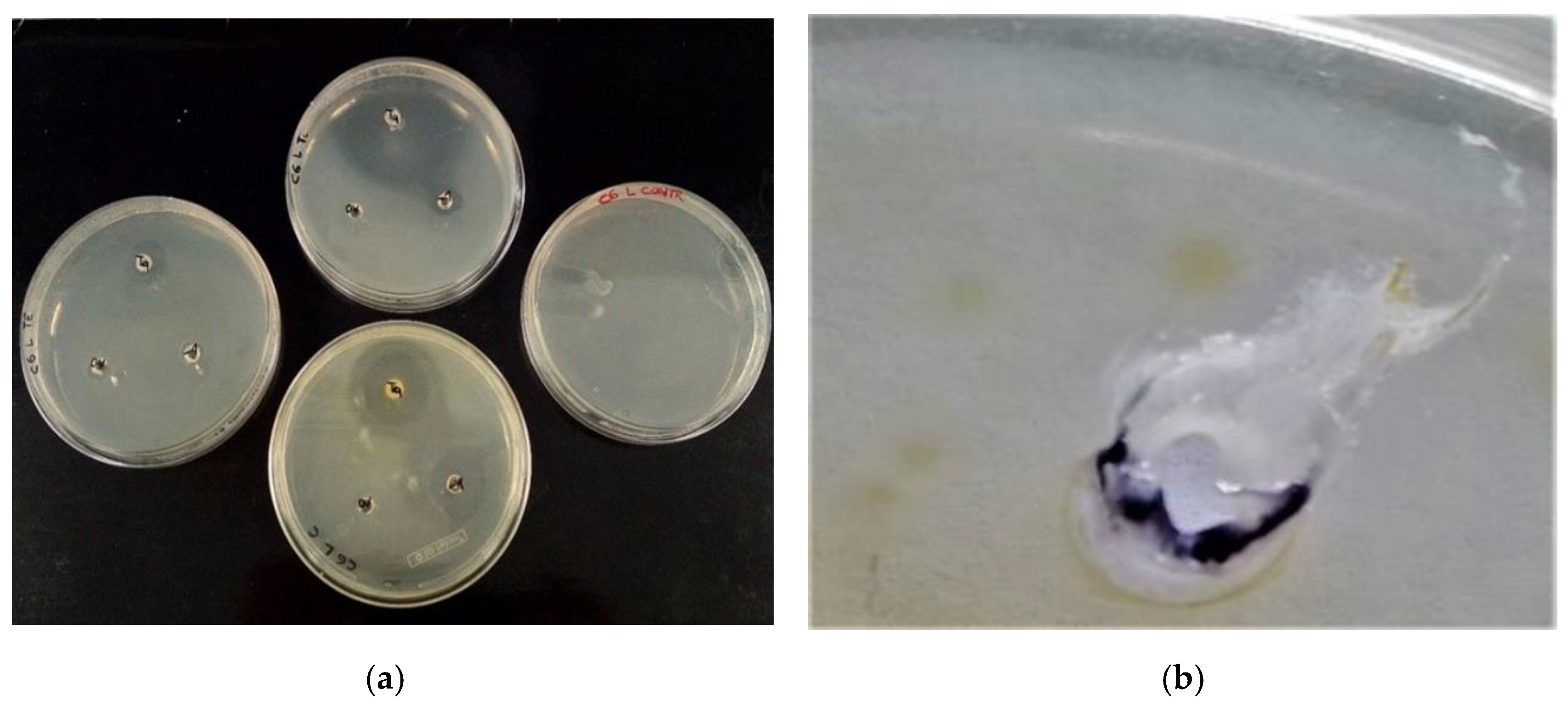 Molecules 27 08177 g007a