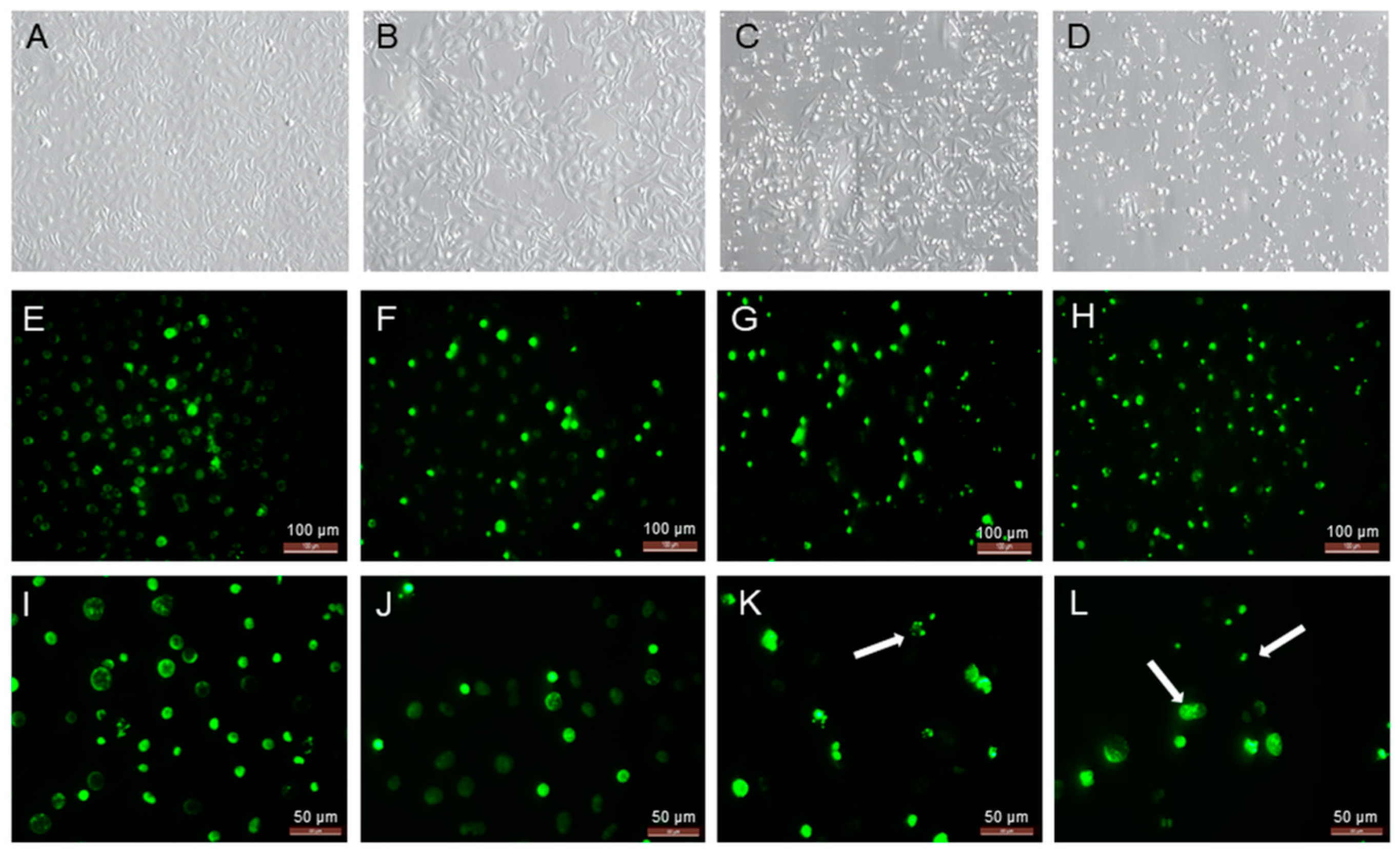 Molecules 27 08181 g004