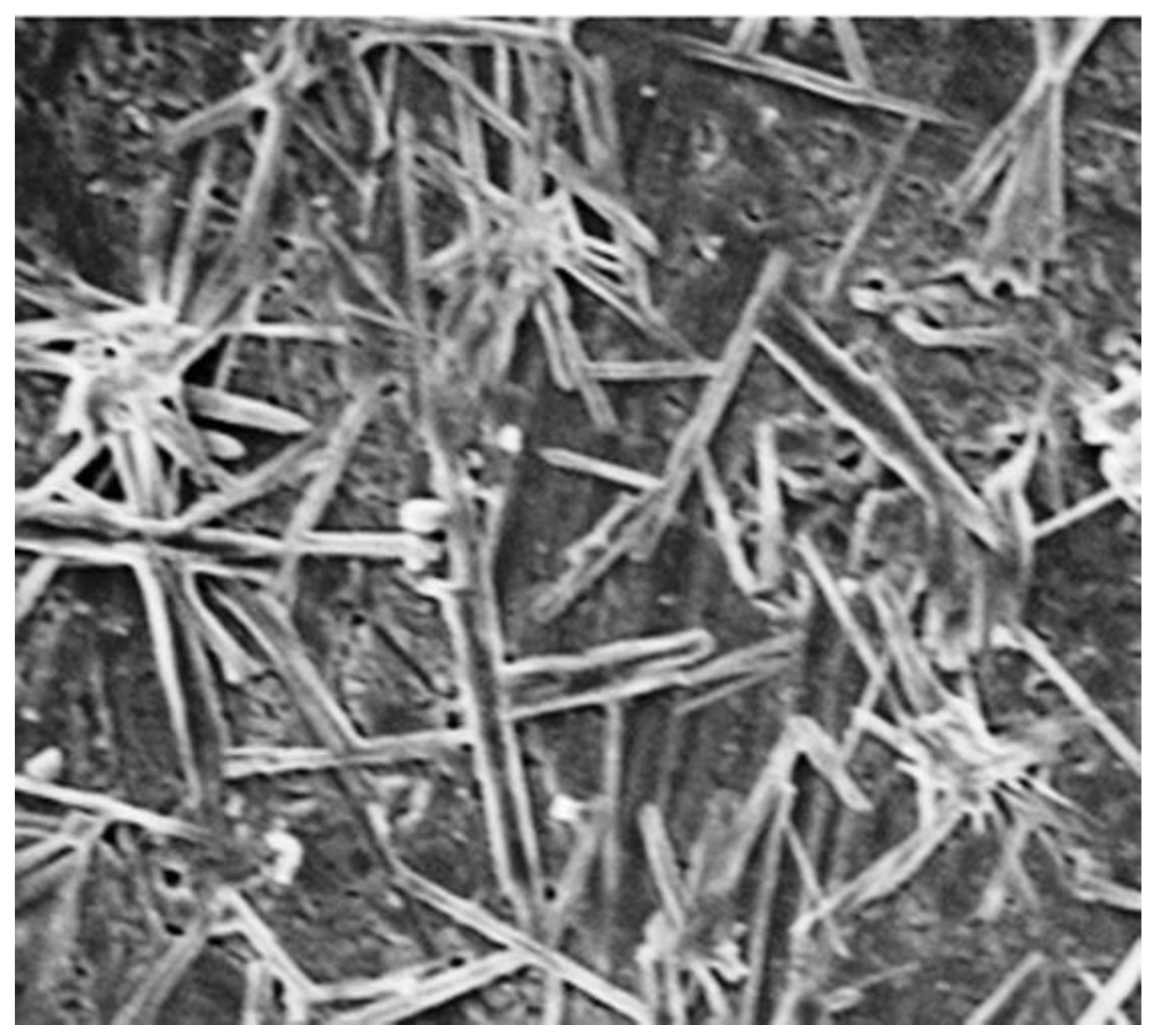 Molecules 27 08188 g004 Molecules 27 08188 g004