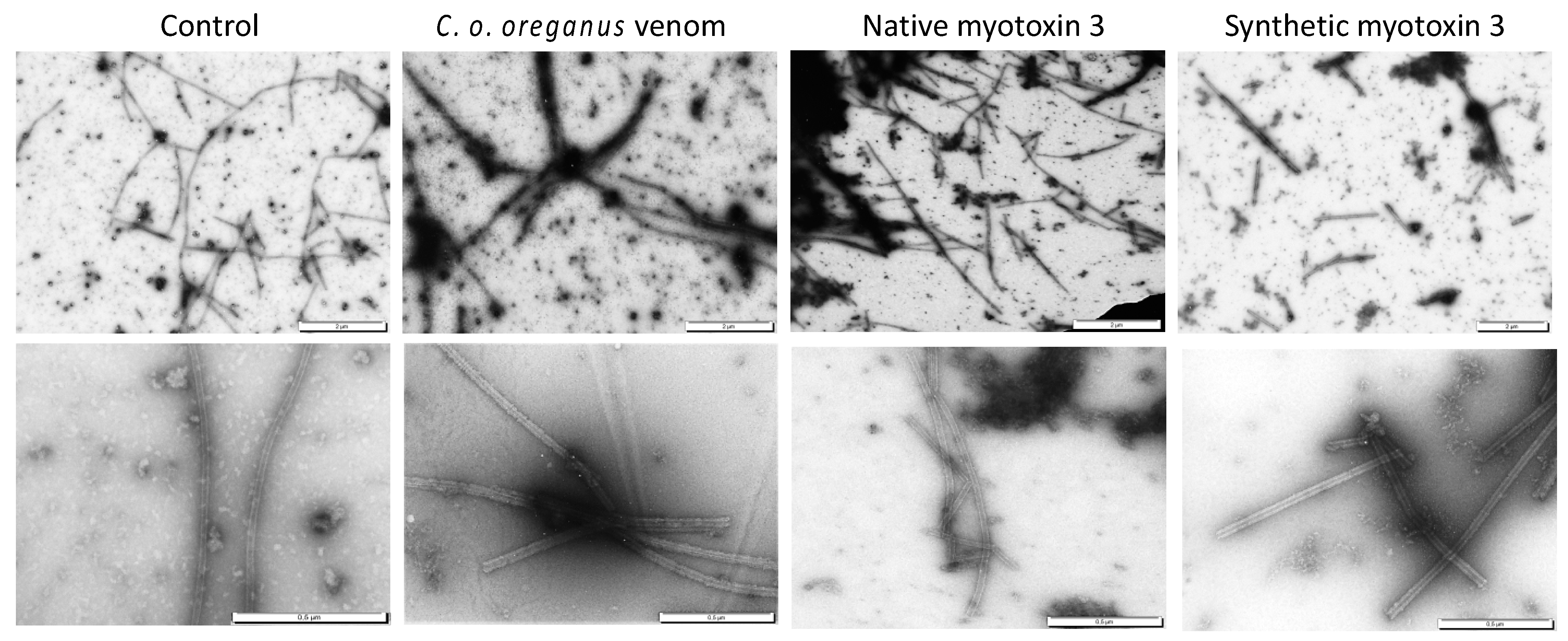Molecules 27 08241 g006 Molecules 27 08241 g006