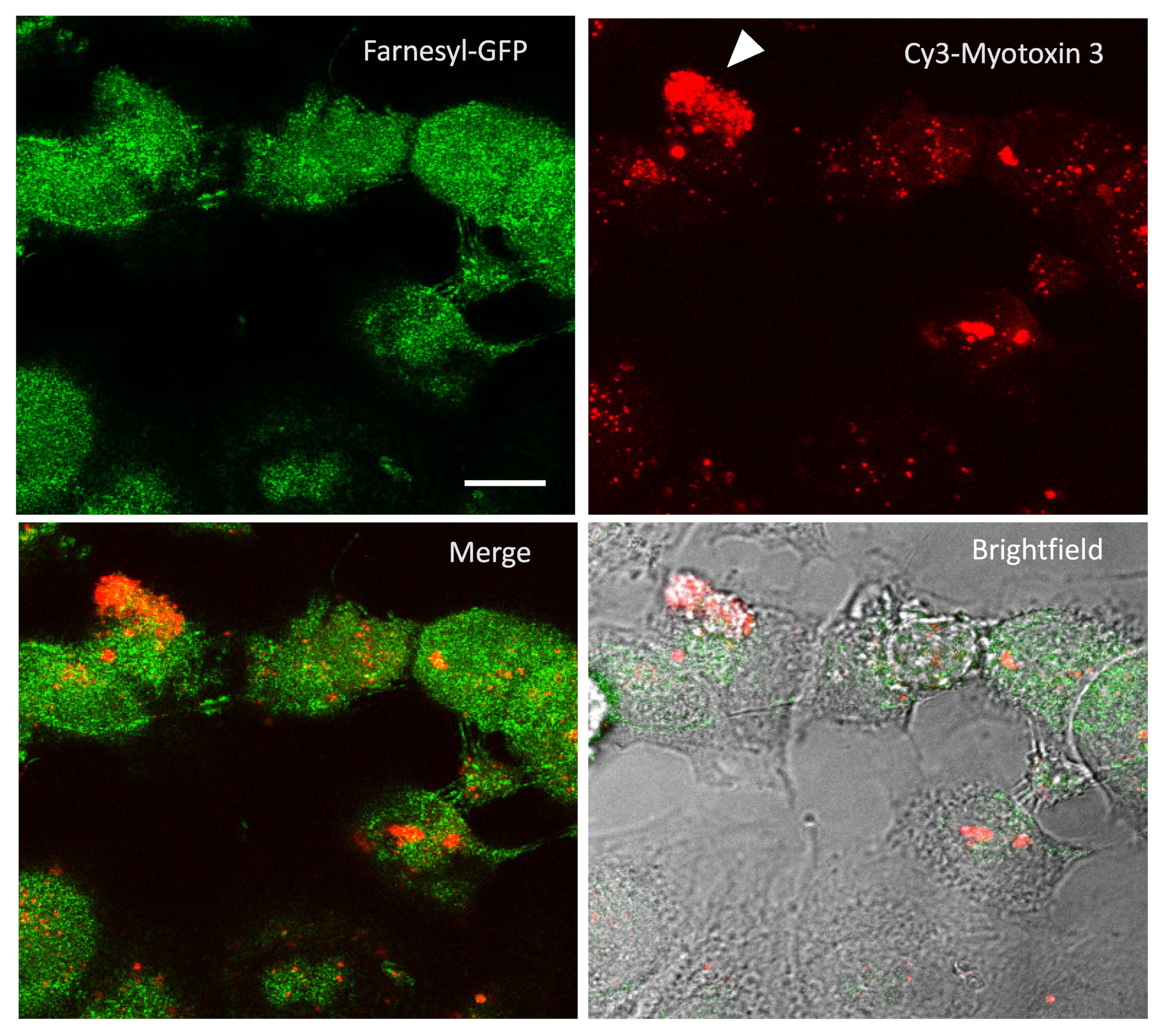 Molecules 27 08241 g007 Molecules 27 08241 g007