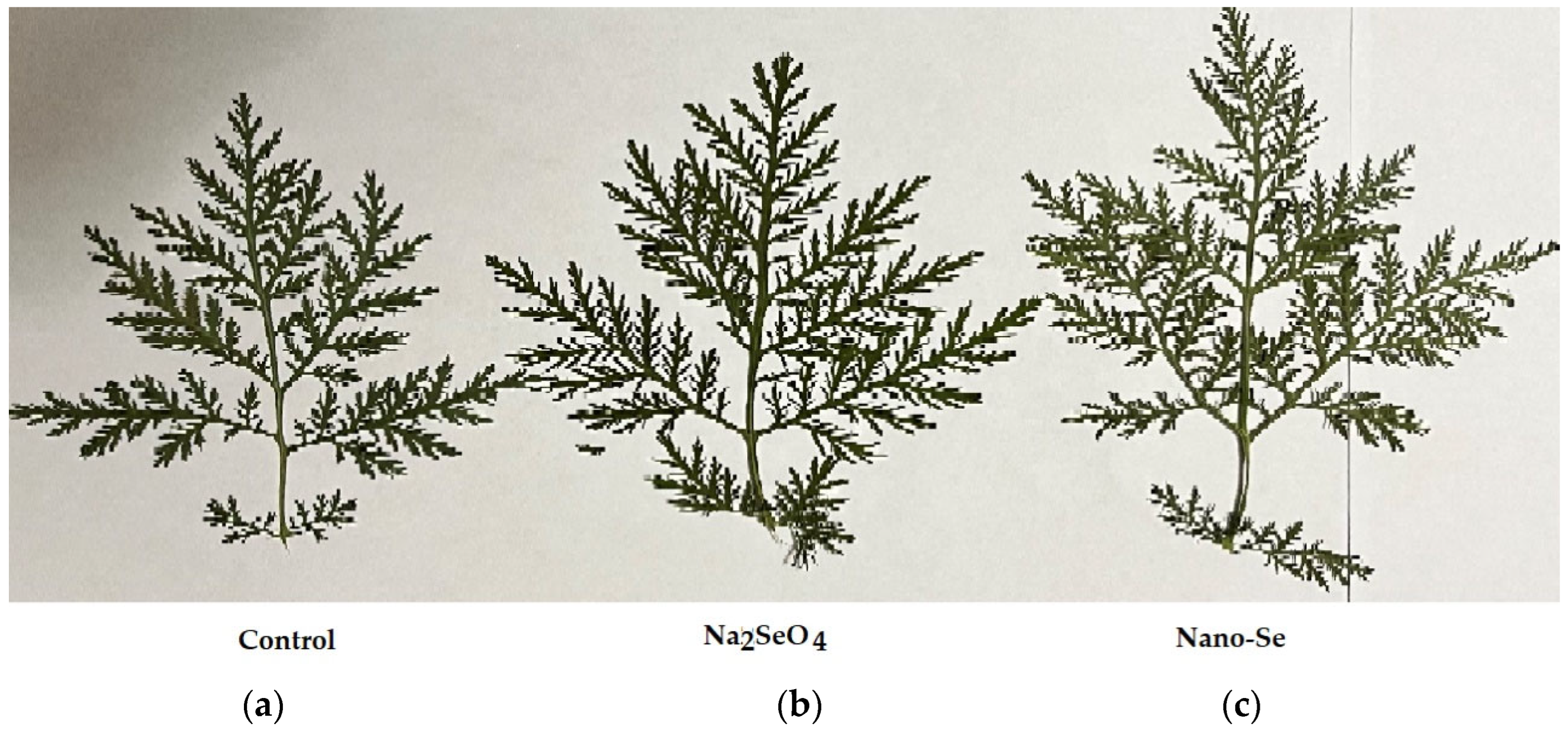 Molecules 27 08246 g001 Molecules 27 08246 g001
