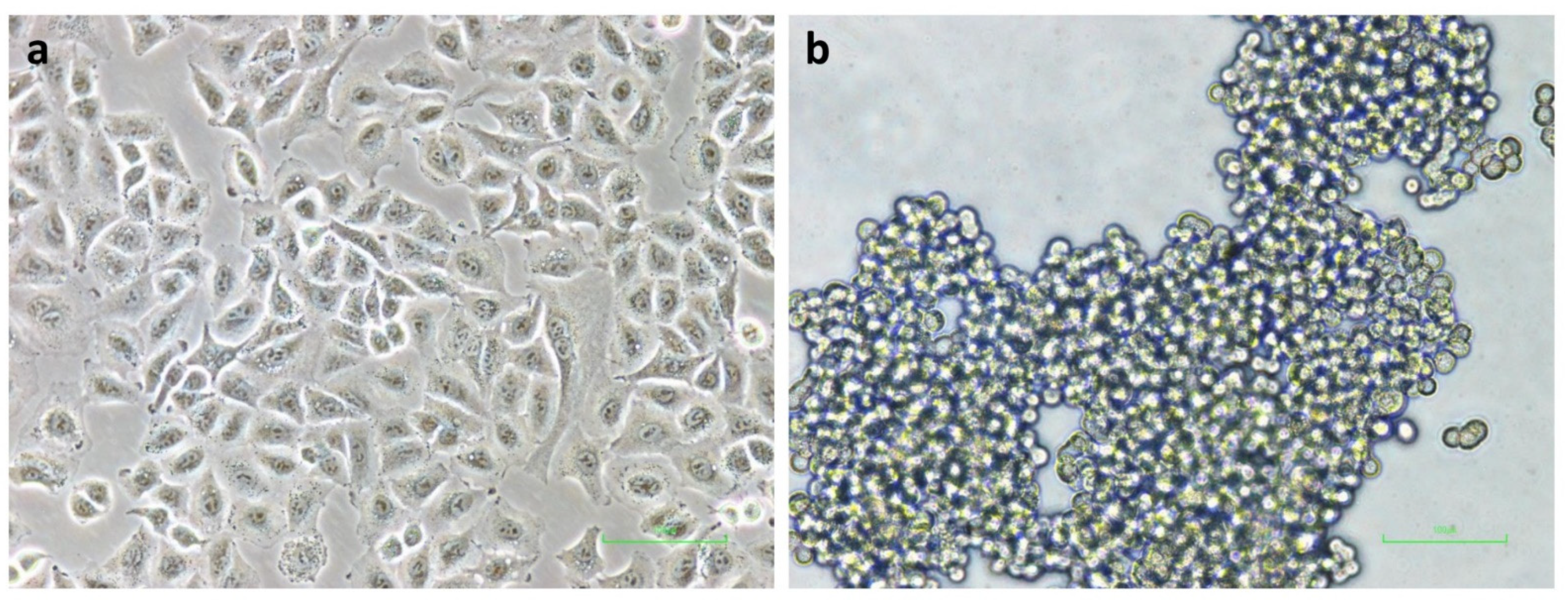 Molecules 27 08295 g003 Molecules 27 08295 g003